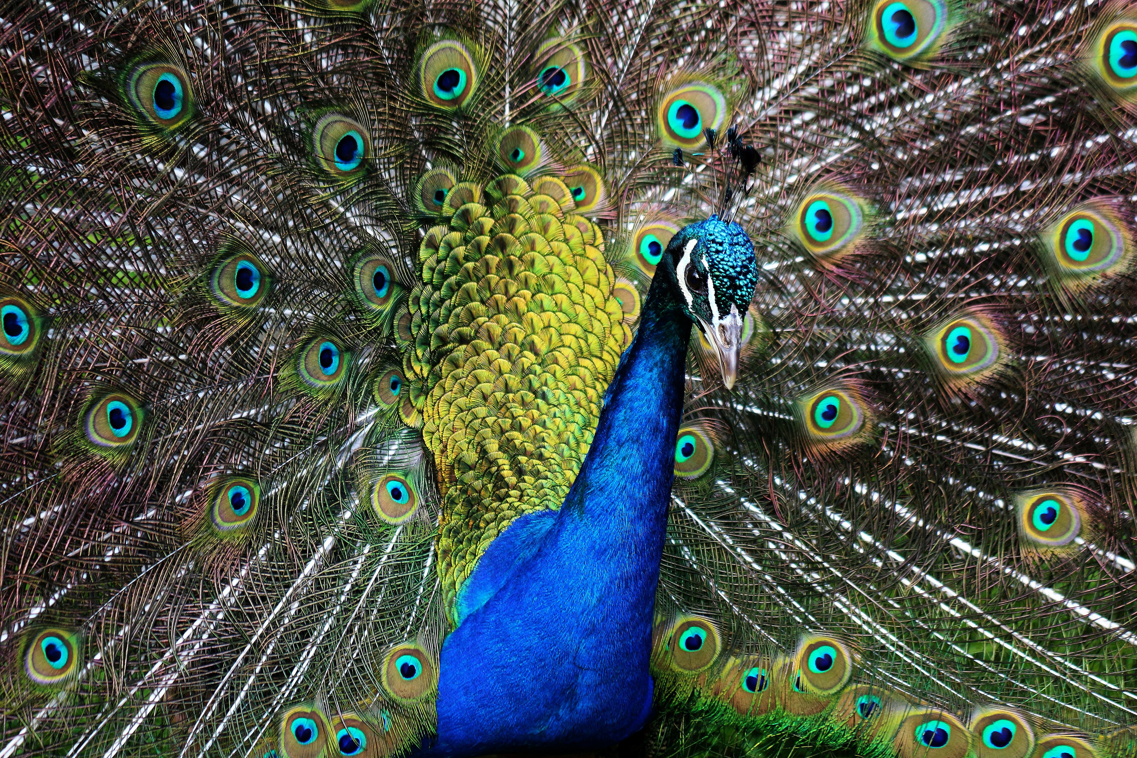 Descarga gratis la imagen Animales, Pavo Real, Aves, Ave en el escritorio de tu PC