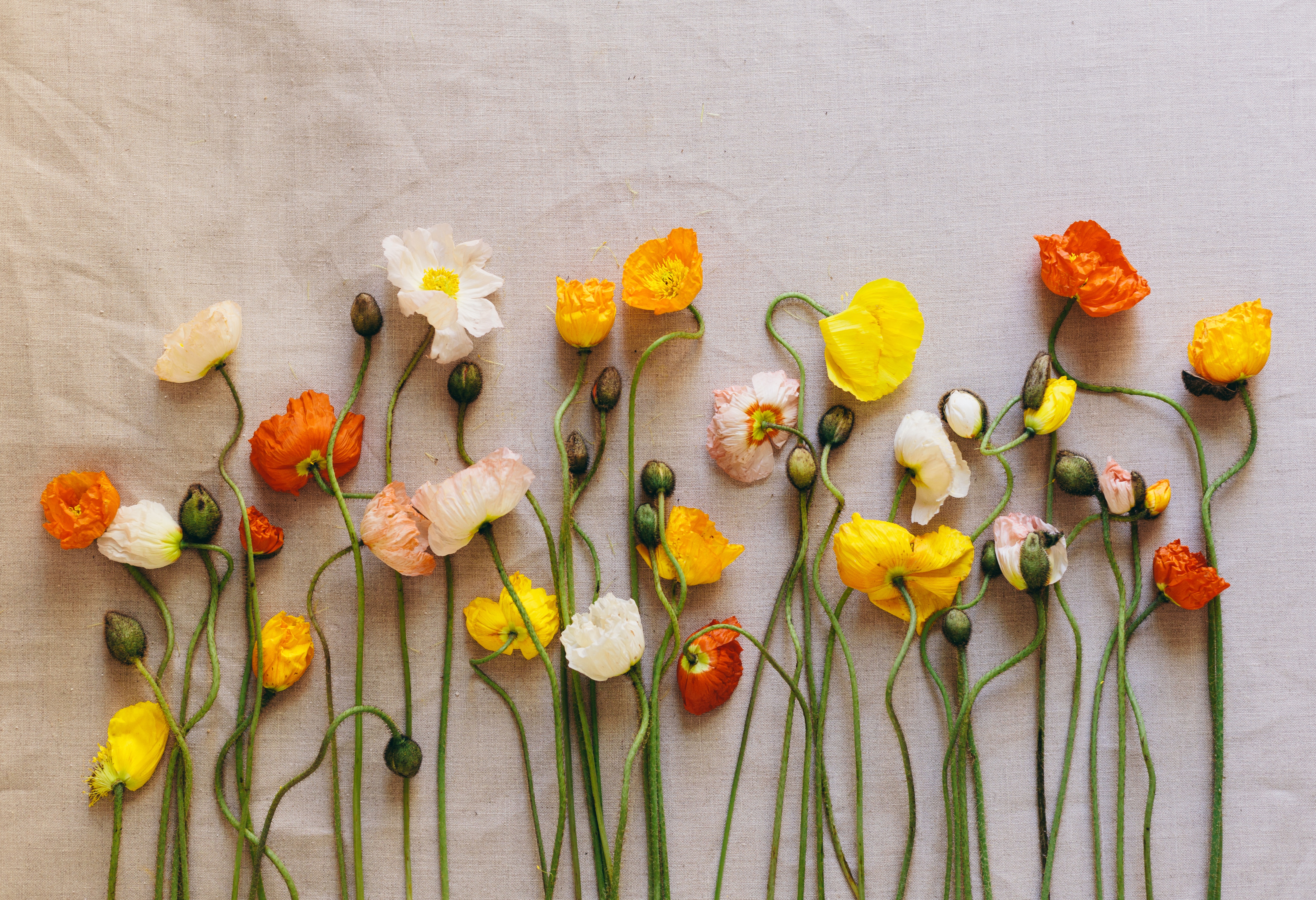 Laden Sie das Mohn, Blume, Gelbe Blume, Weiße Blume, Menschengemacht, Orangene Blume-Bild kostenlos auf Ihren PC-Desktop herunter