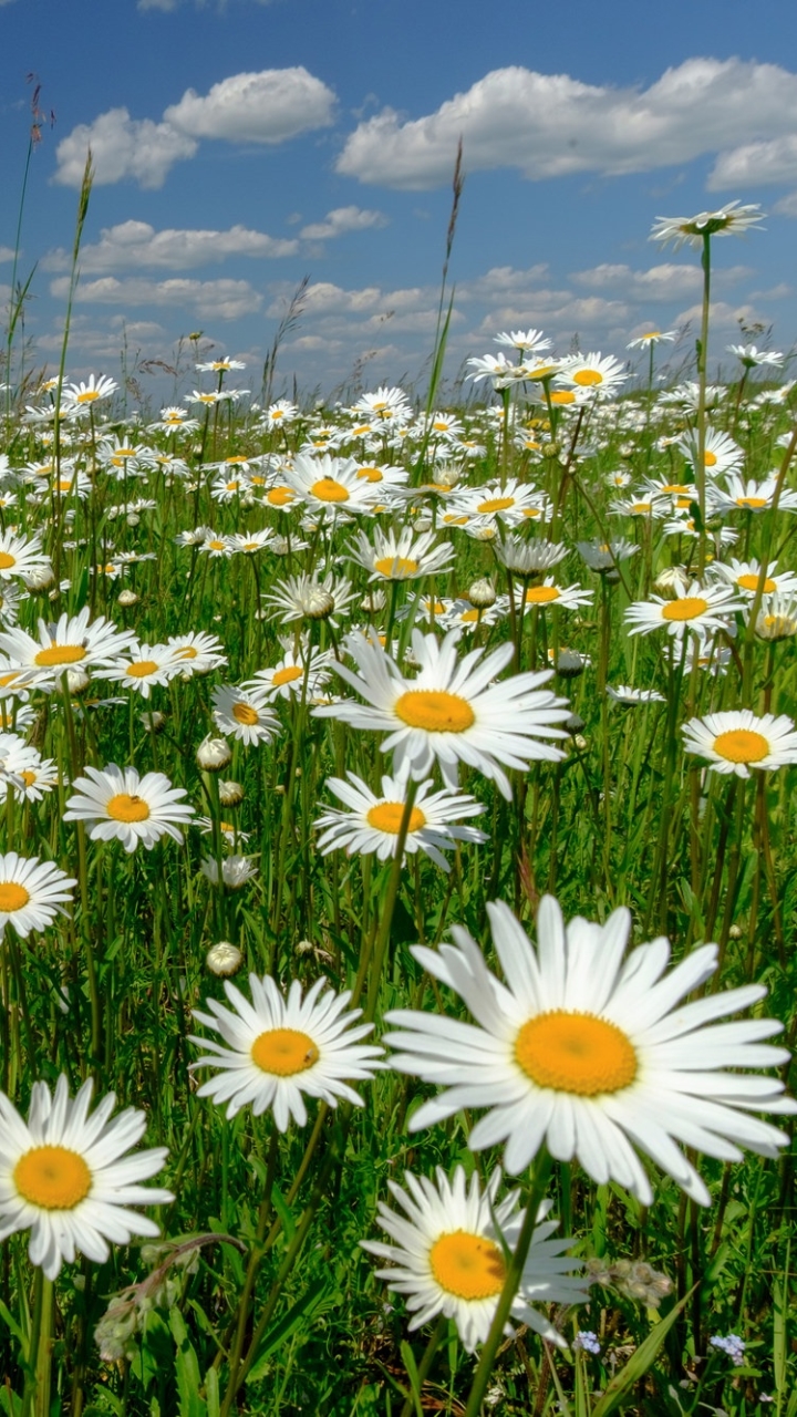 無料モバイル壁紙自然, フラワーズ, 夏, 花, 地球, デイジー, 白い花をダウンロードします。