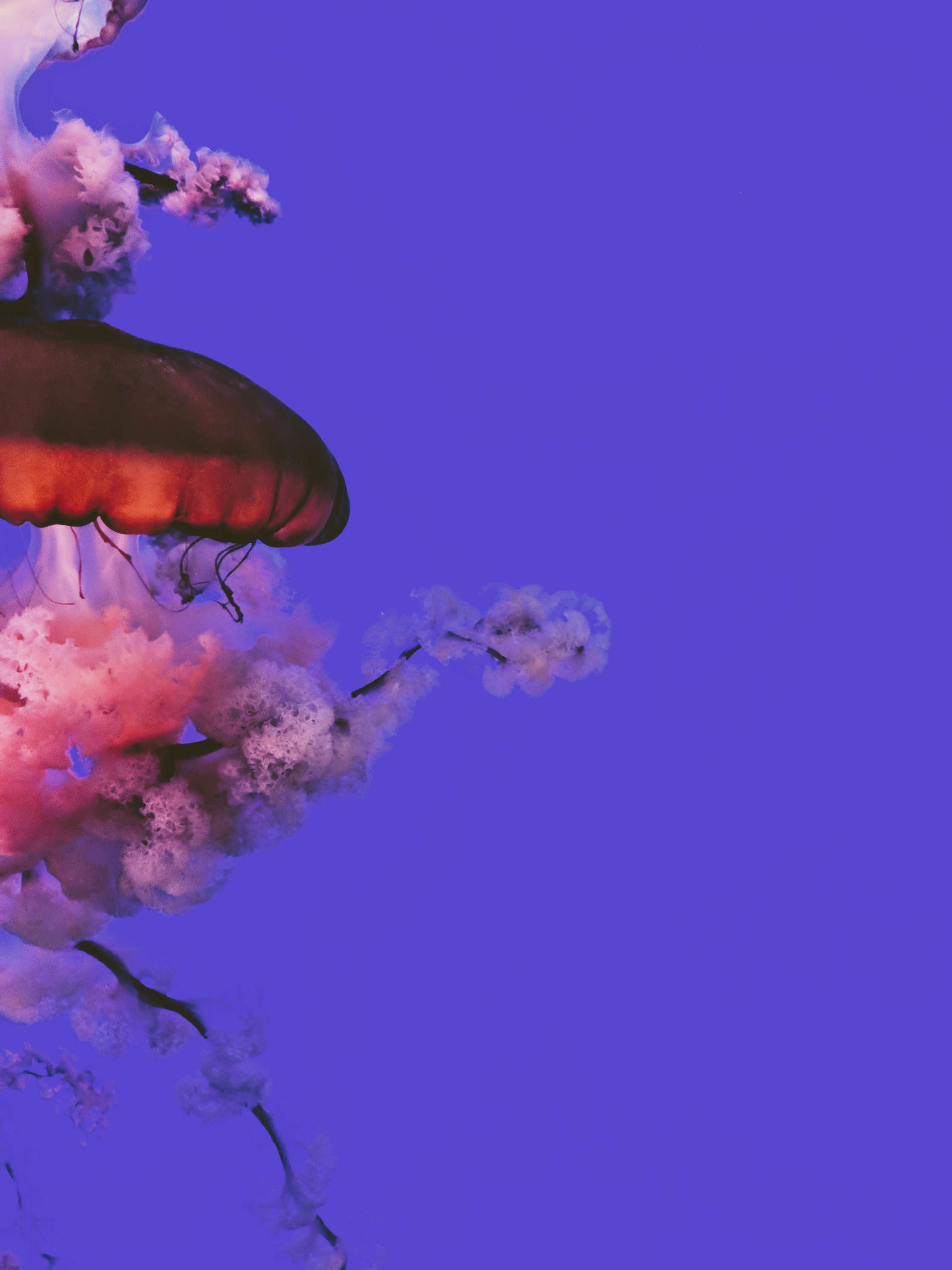 Free download wallpaper Animals, Water, Beautiful, Tentacle, Jellyfish on your PC desktop