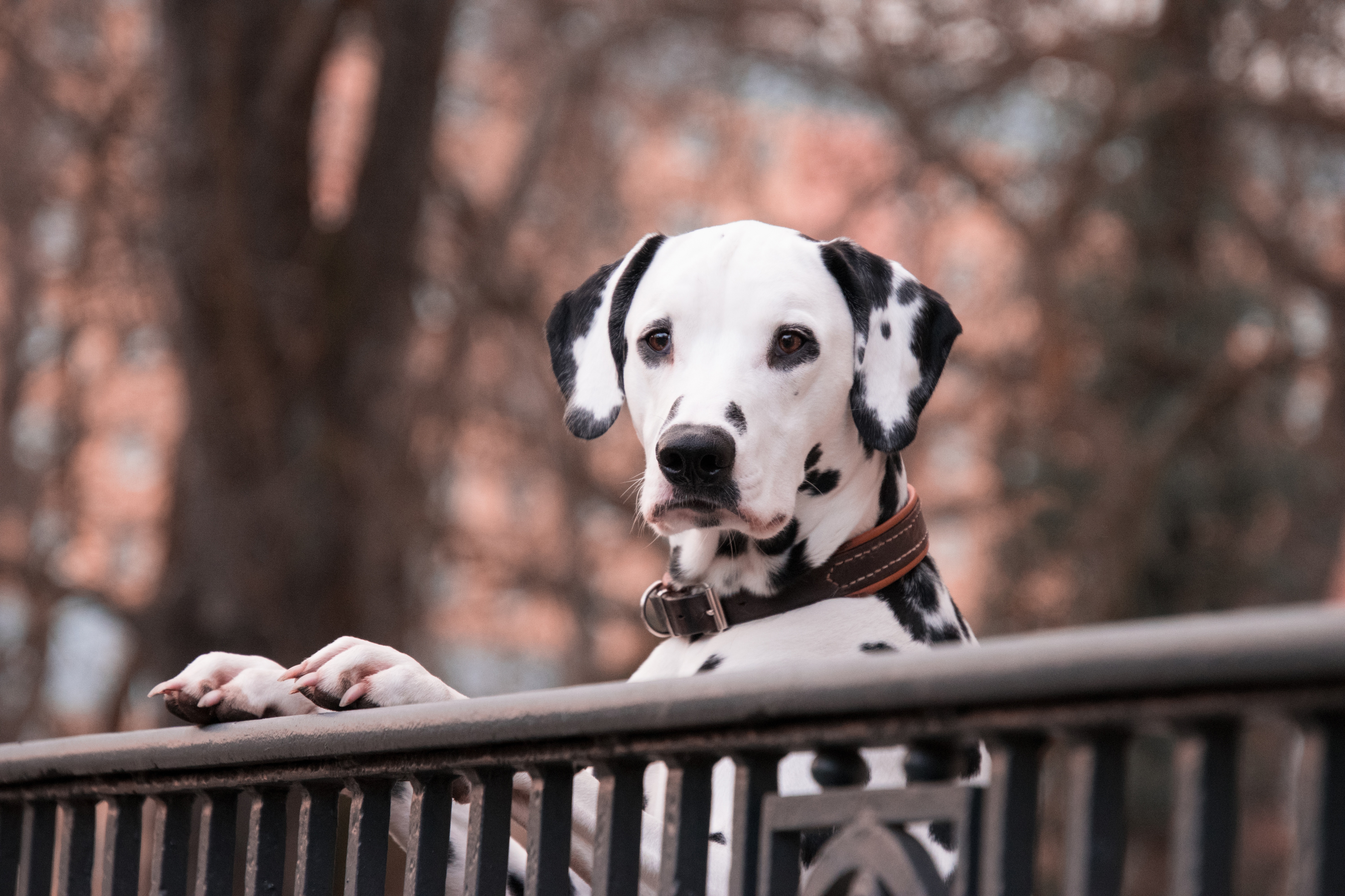 Download mobile wallpaper Dogs, Animal, Dalmatian for free.