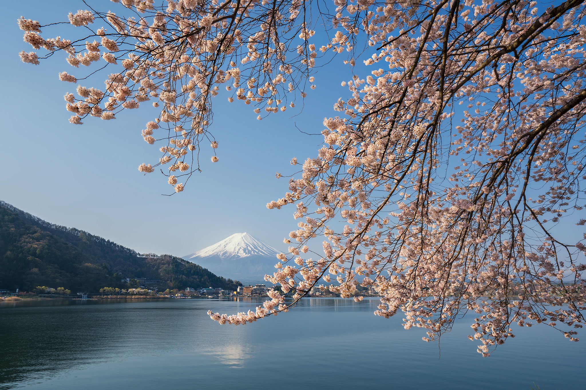 Download mobile wallpaper Sakura, Lake, Earth, Japan, Spring, Mount Fuji, Volcanoes for free.