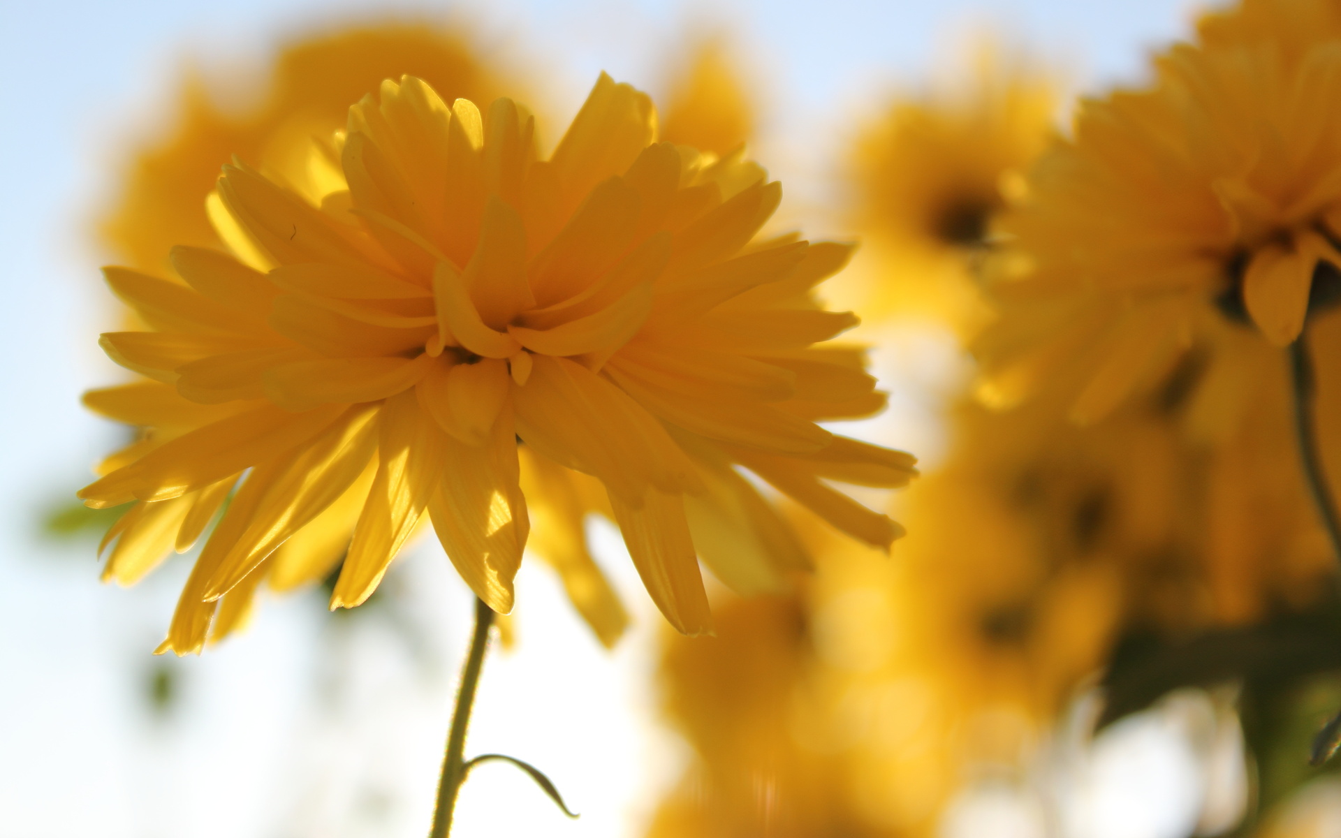 Laden Sie das Nahansicht, Blumen, Blume, Erde/natur-Bild kostenlos auf Ihren PC-Desktop herunter