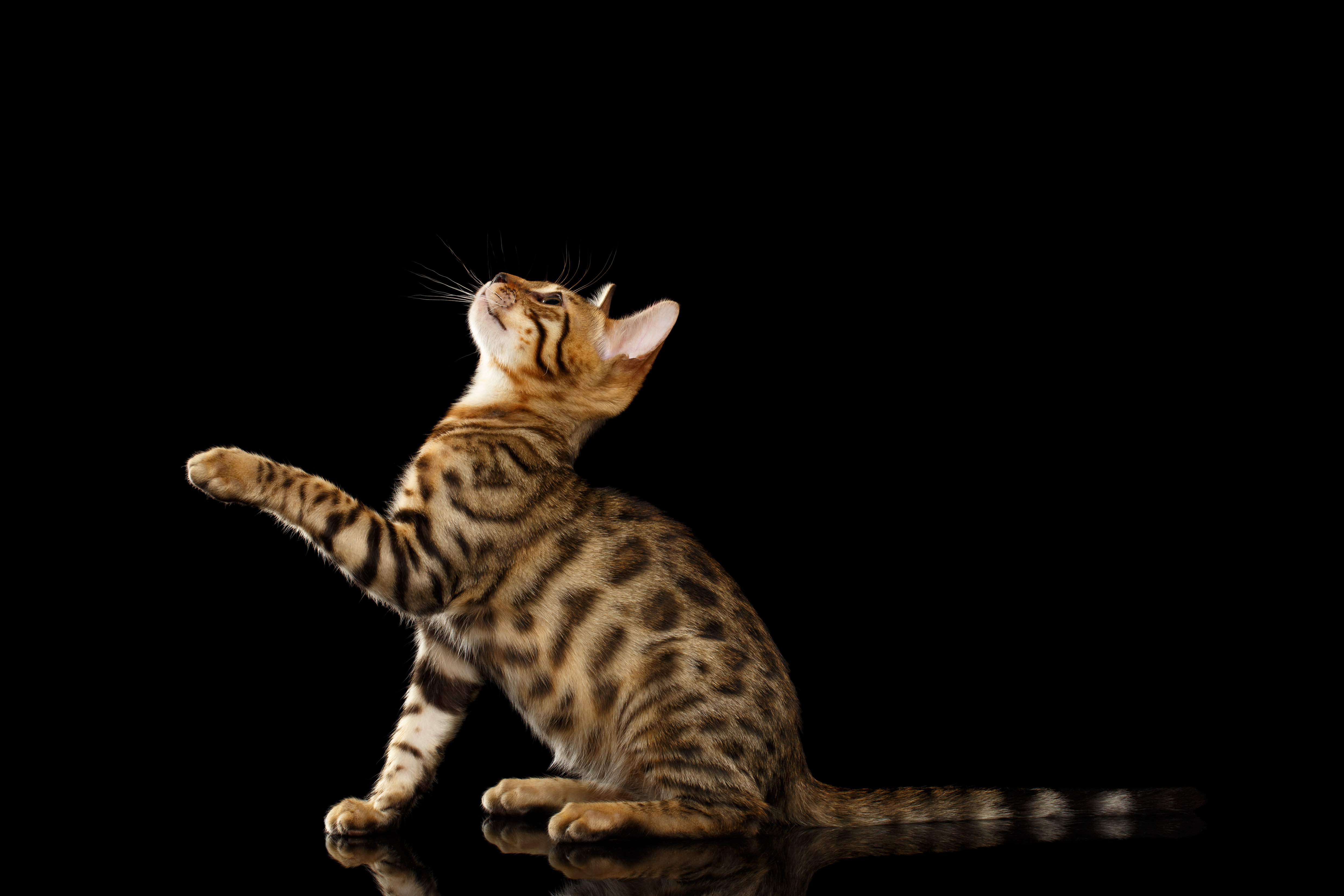 Die besten Bengal Katze-Hintergründe für den Telefonbildschirm