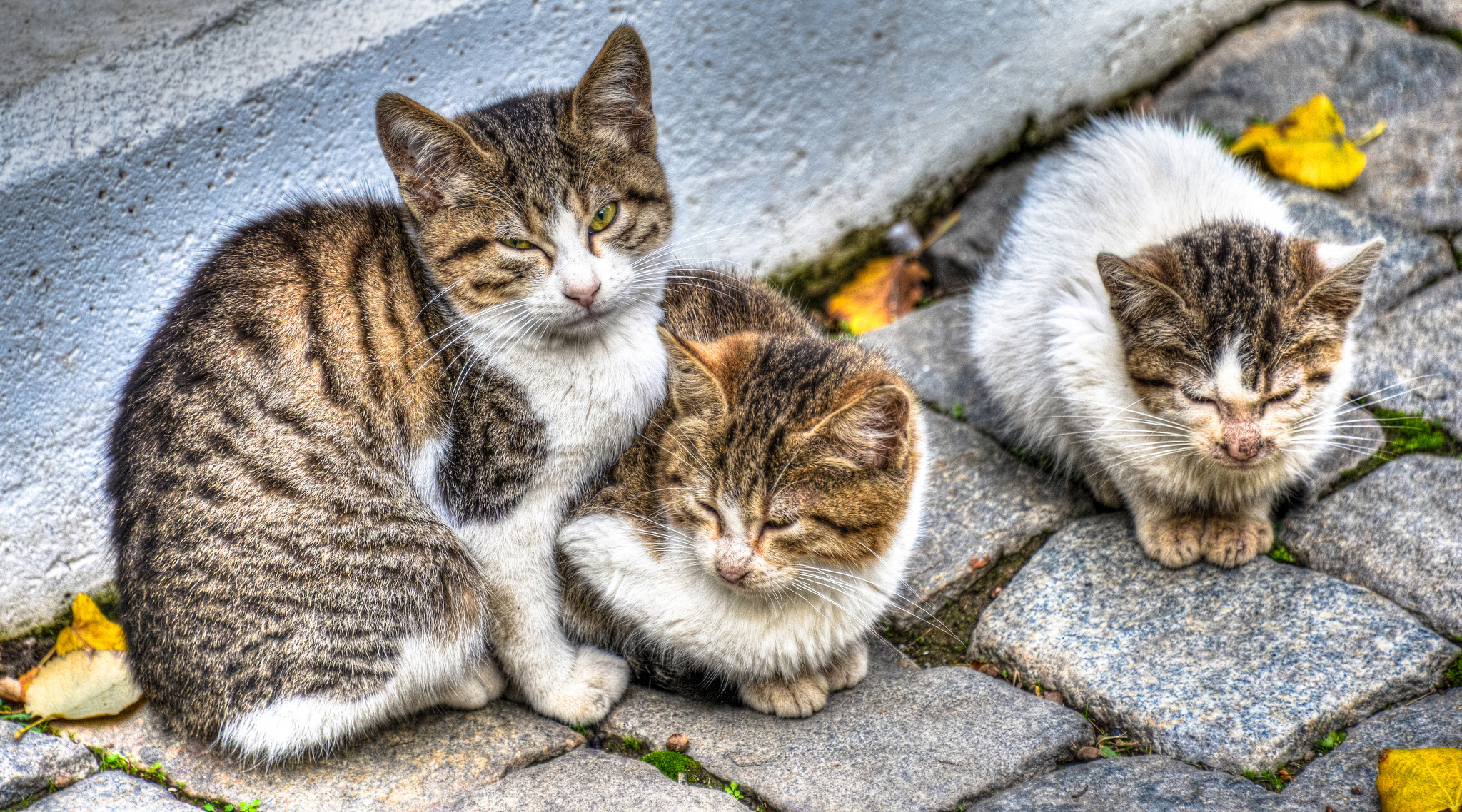 Free Images  Cats