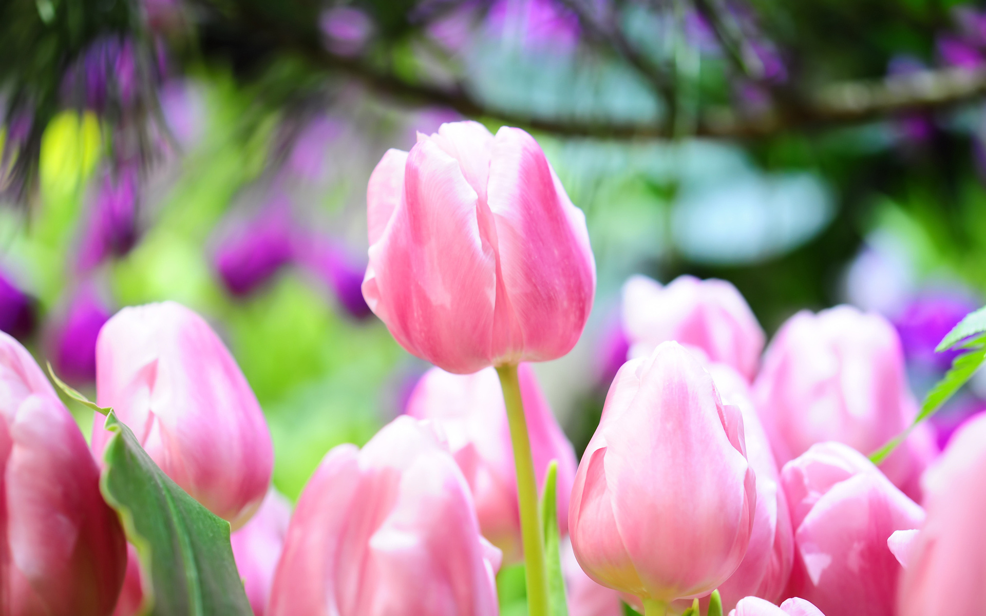 Descarga gratis la imagen Flores, Flor, Tulipán, Tierra/naturaleza en el escritorio de tu PC