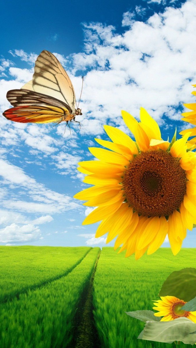 Handy-Wallpaper Natur, Schmetterlinge, Blumen, Blume, Feld, Schmetterling, Frühling, Sonnenblume, Gras, Erde/natur, Aufstellen kostenlos herunterladen.