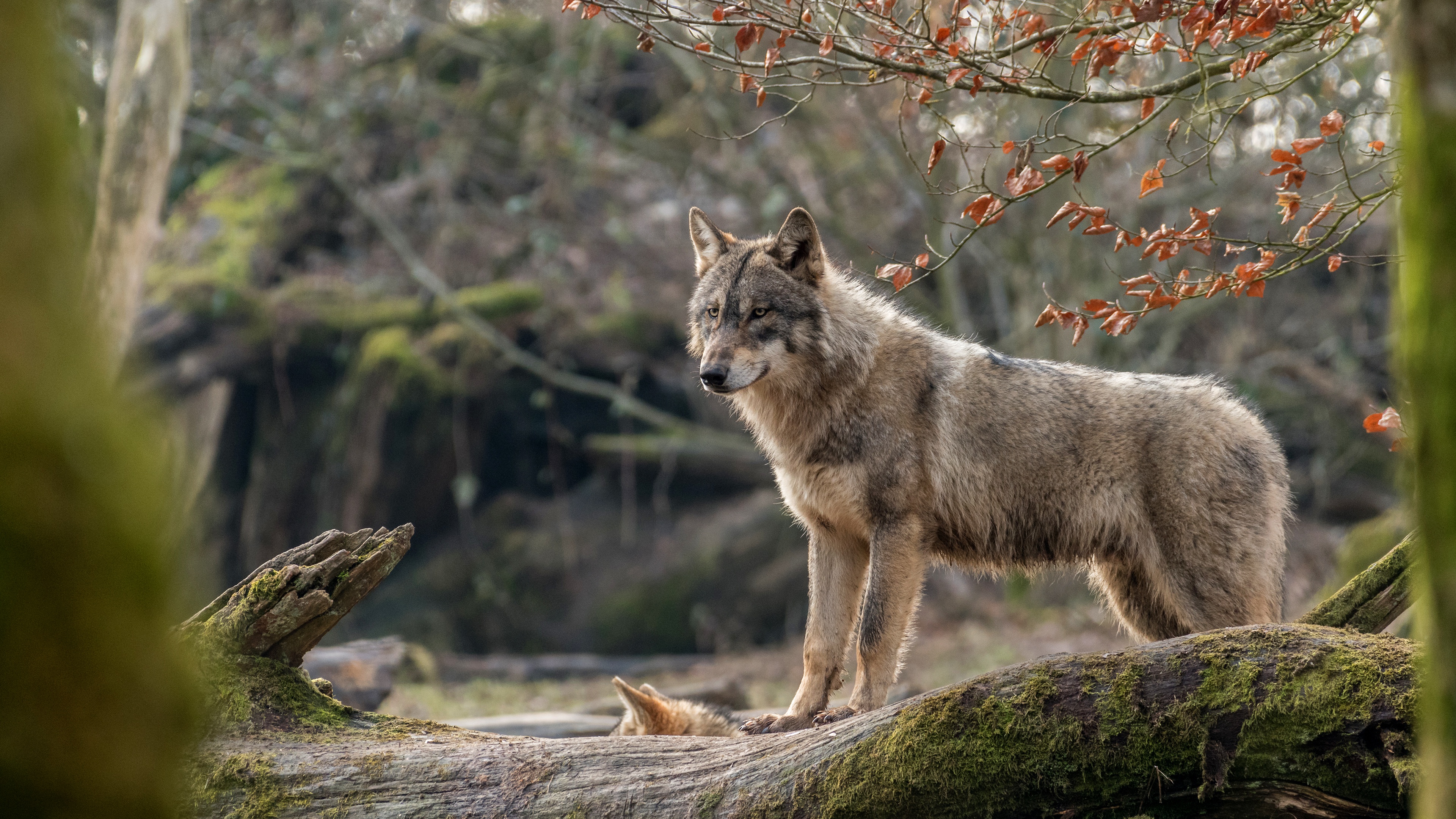 Download mobile wallpaper Wolf, Animal, Depth Of Field, Wolves for free.