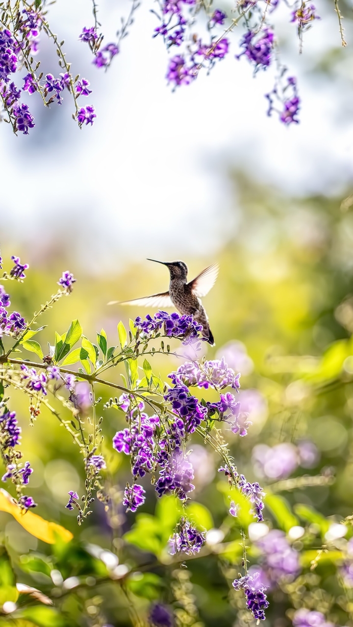 Download mobile wallpaper Birds, Flower, Bird, Animal, Spring, Purple Flower, Hummingbird for free.