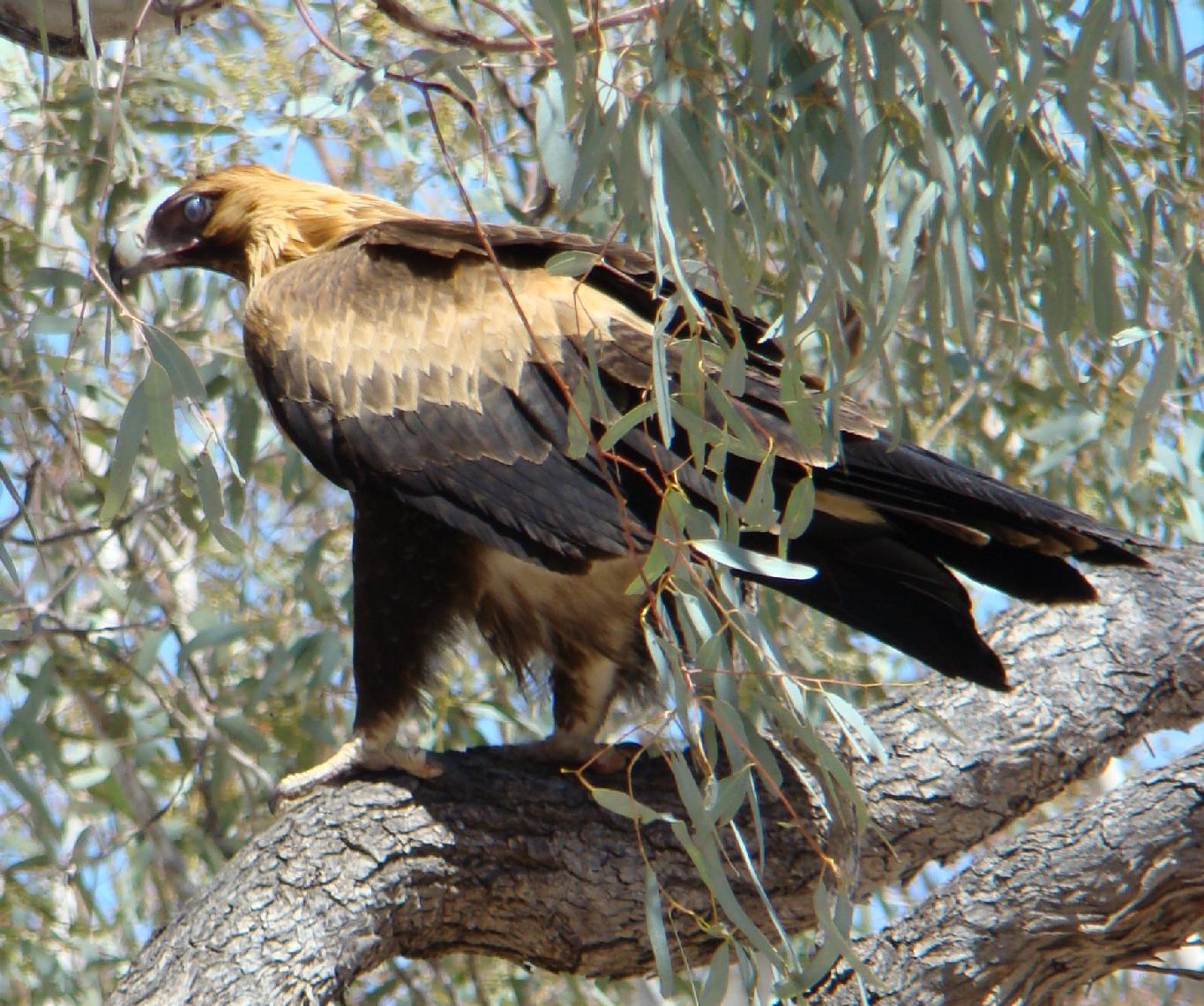 Download mobile wallpaper Wedge Tailed Eagle, Bird, Birds, Animal for free.