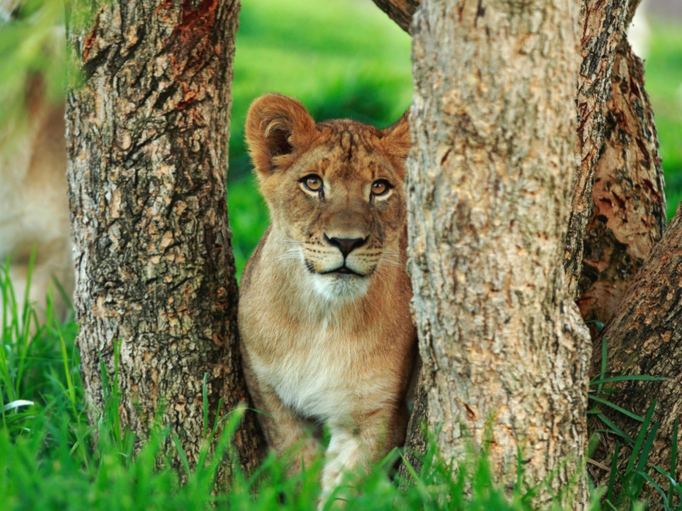 PCデスクトップにライオン, 動物画像を無料でダウンロード