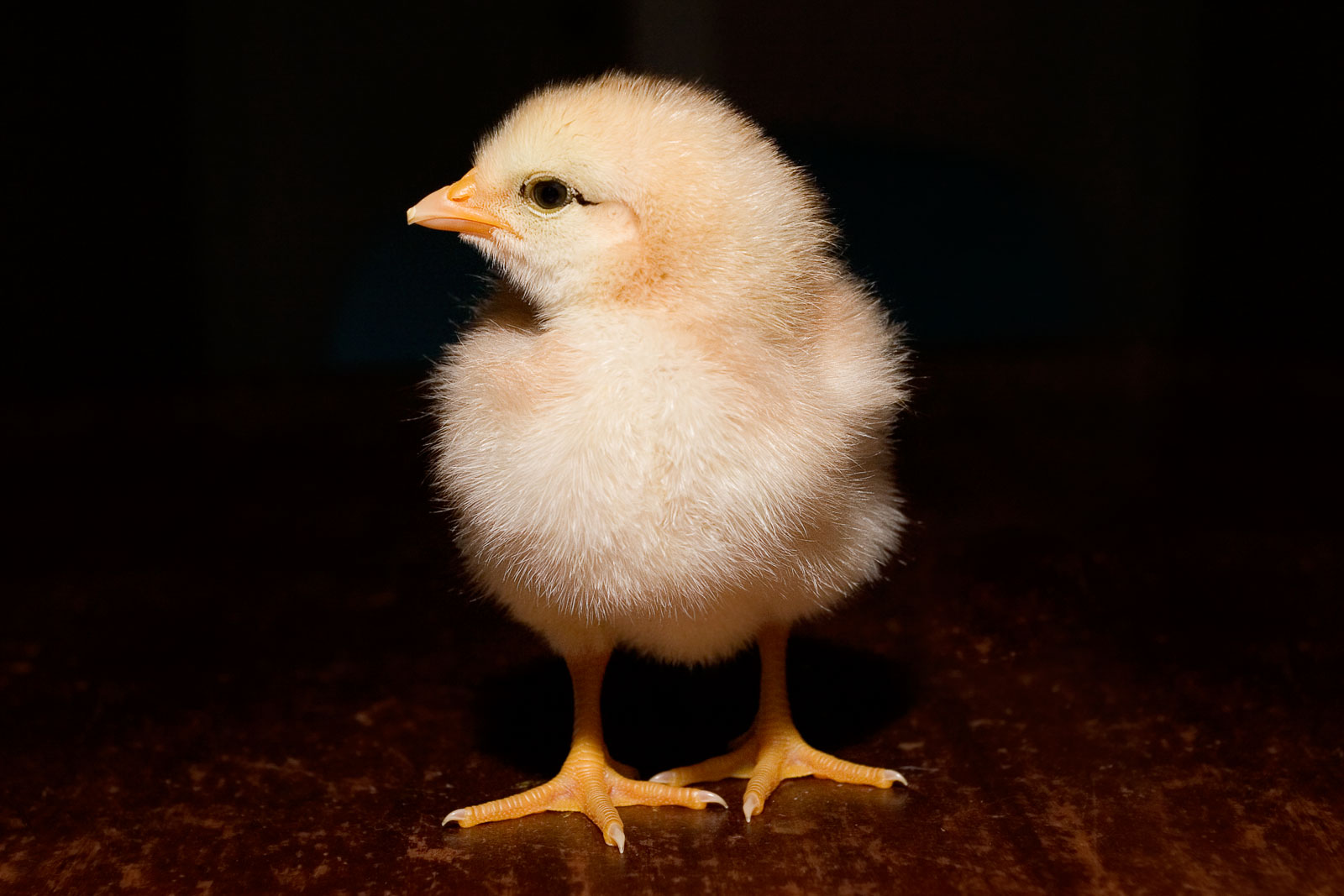 522342 descargar imagen animales, pollo, aves: fondos de pantalla y protectores de pantalla gratis