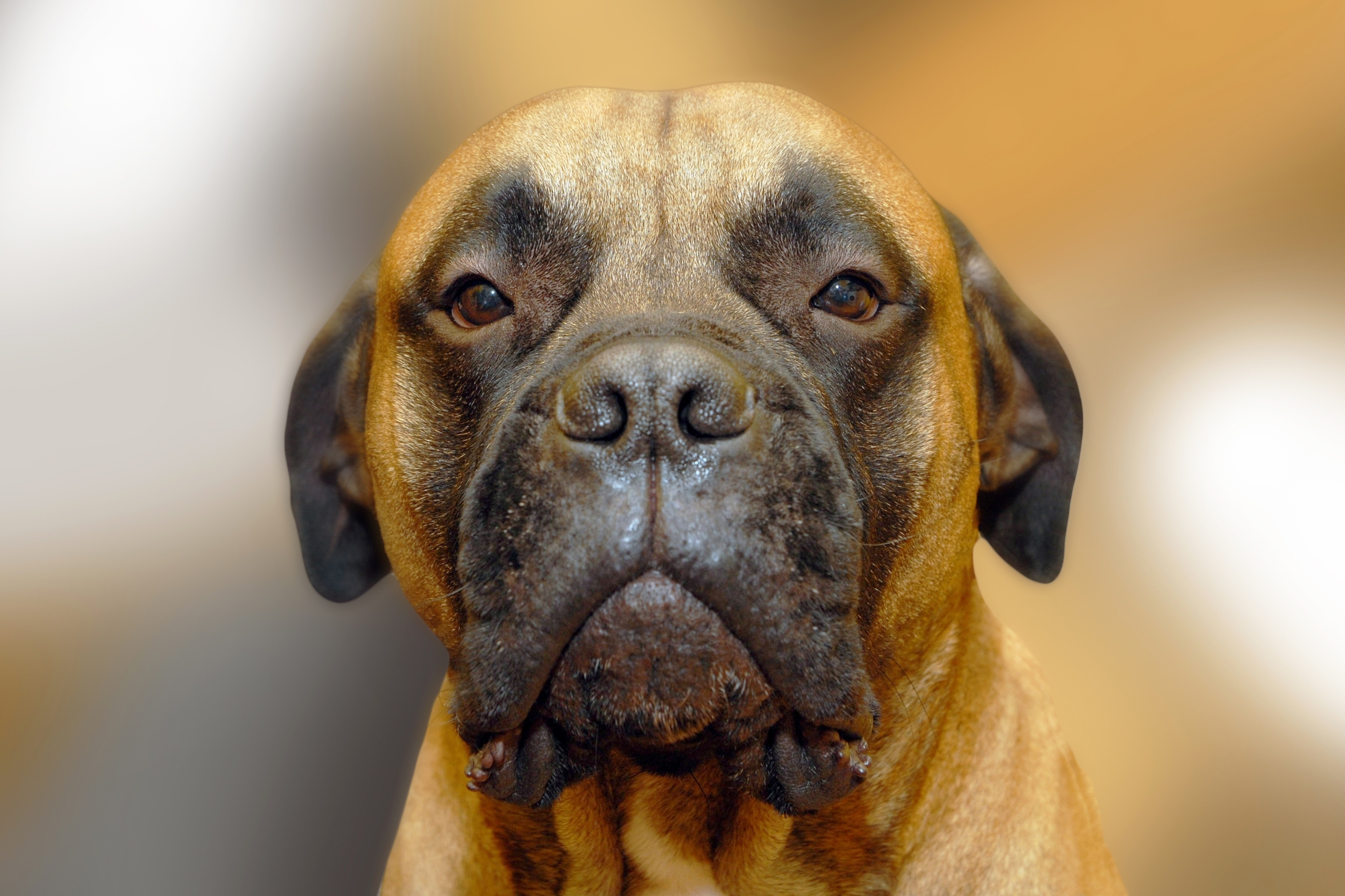 Laden Sie das Tiere, Hunde, Hund, Schnauze, Verwischen, Bullmastiff-Bild kostenlos auf Ihren PC-Desktop herunter