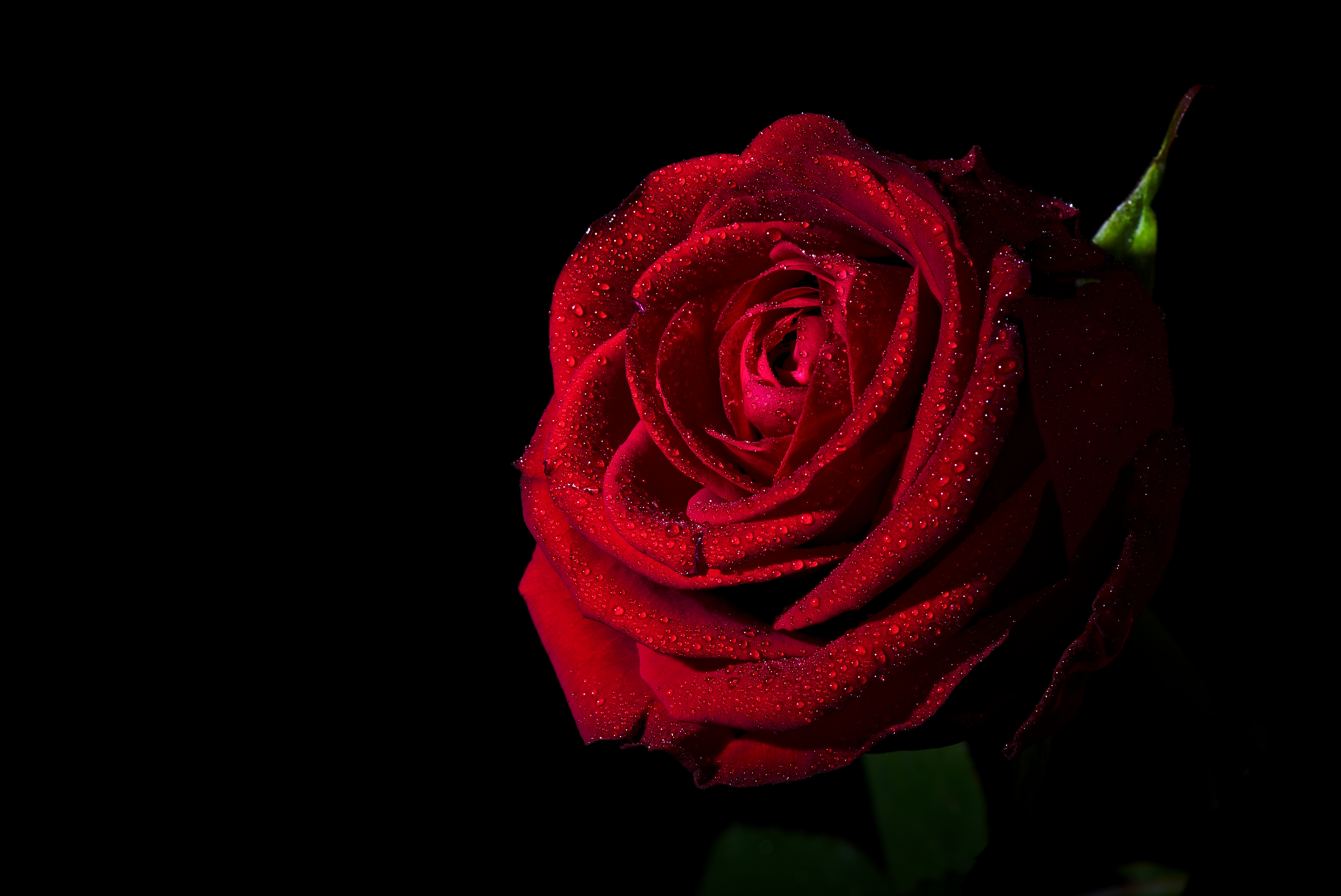 Laden Sie das Blumen, Blume, Rose, Nahansicht, Wassertropfen, Rote Blume, Erde/natur-Bild kostenlos auf Ihren PC-Desktop herunter