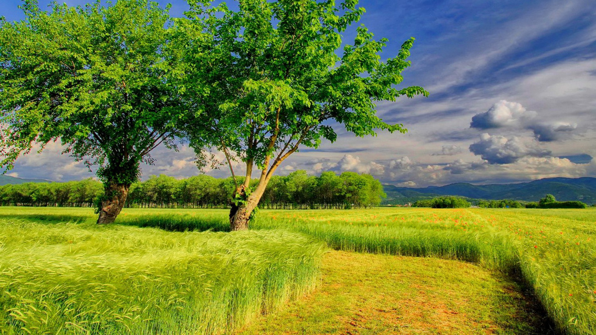 Скачать картинку Природа, Дерево, Поле, Зеленый, Земля/природа в телефон бесплатно.