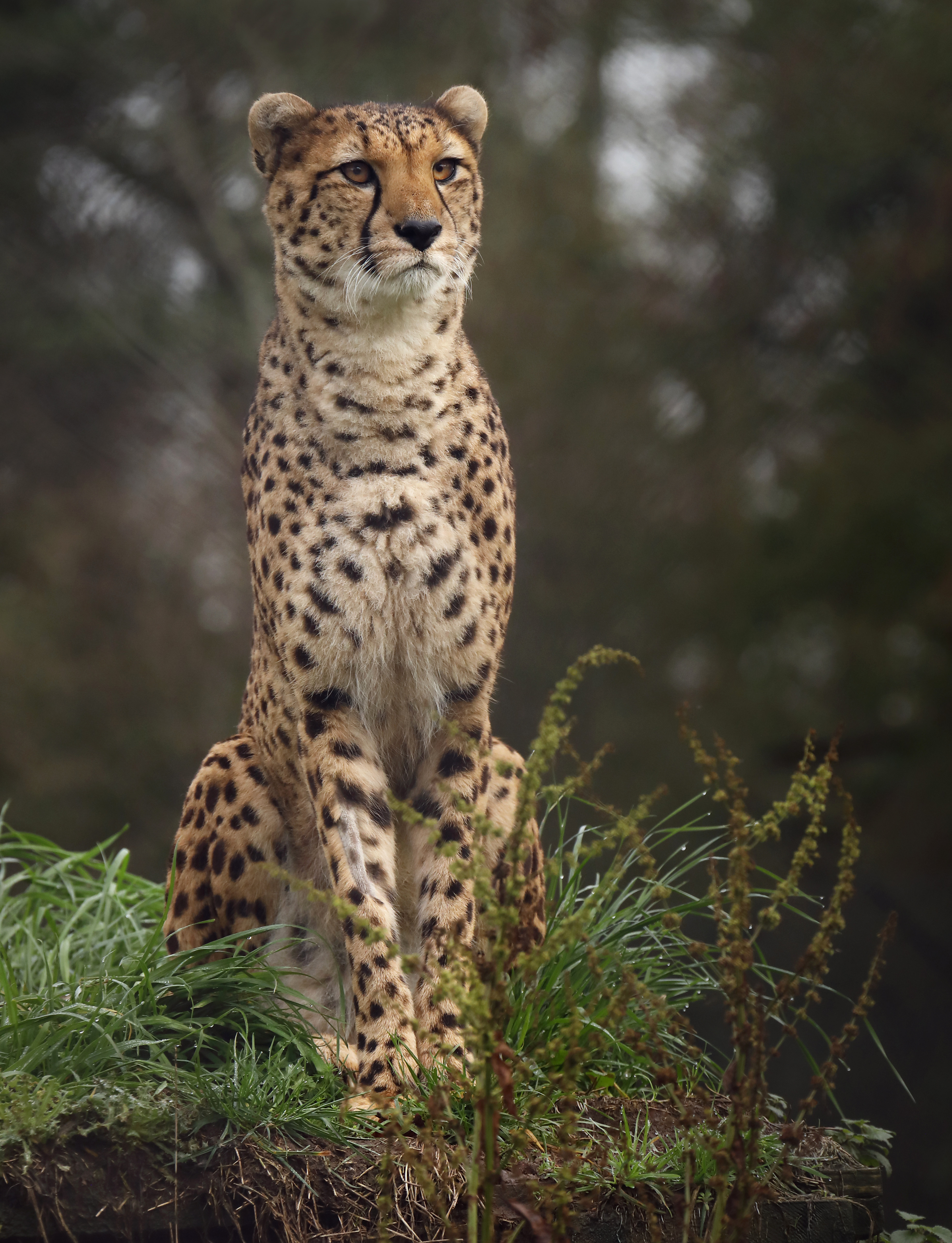cheetah, animals, grass, spotted, spotty, big cat QHD