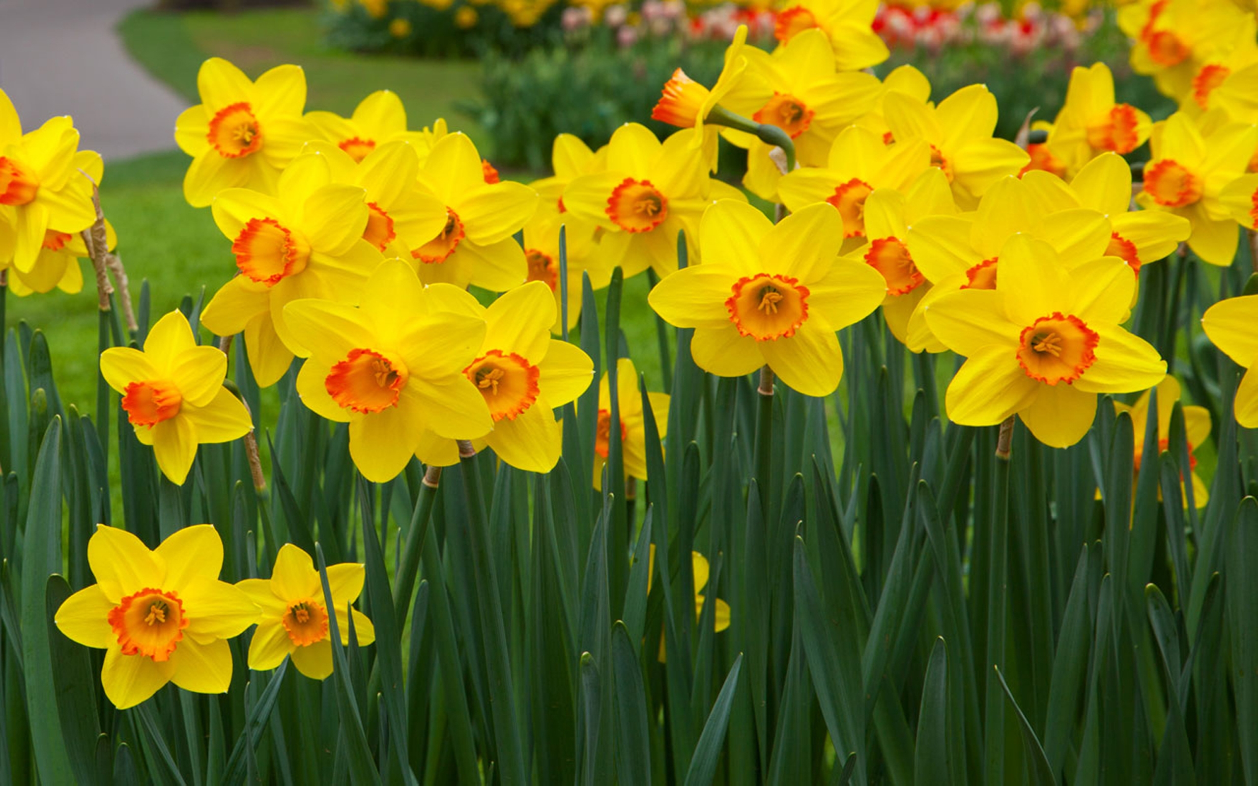 Скачать обои бесплатно Цветок, Весна, Нарцисс, Желтый Цветок, Земля/природа, Флауэрсы картинка на рабочий стол ПК