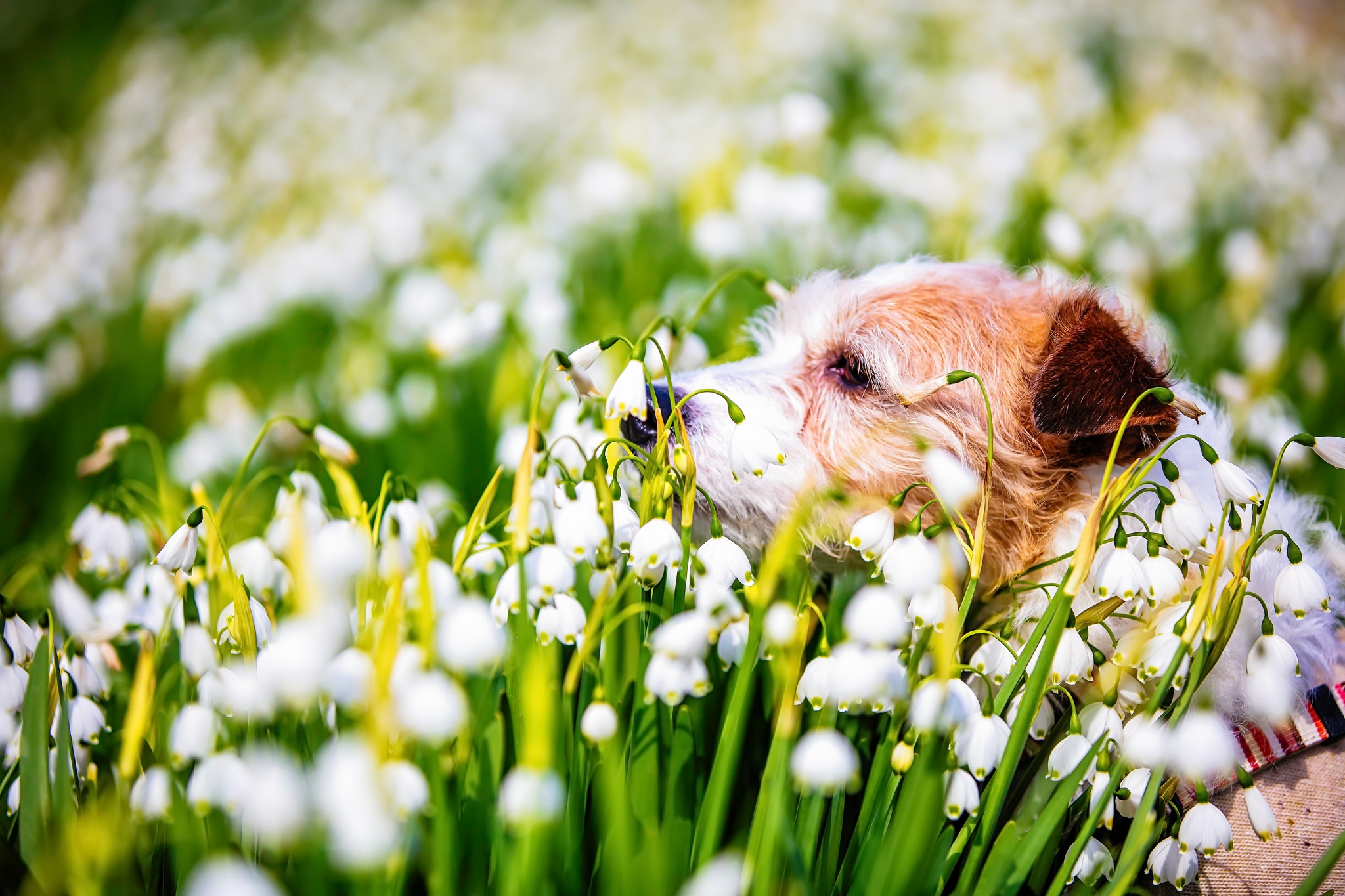 PCデスクトップに動物, 犬, 春, 白い花画像を無料でダウンロード