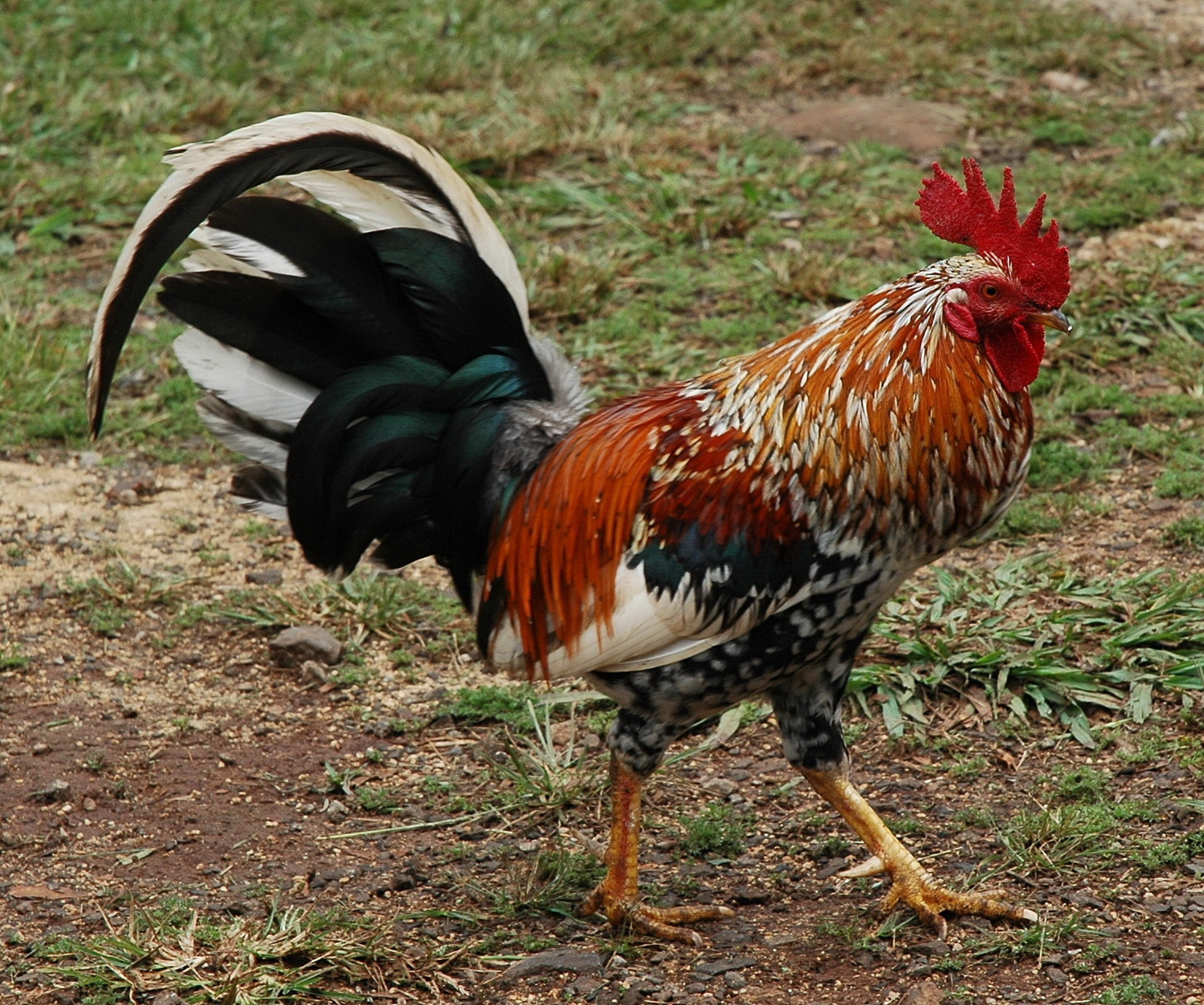animal, rooster, birds