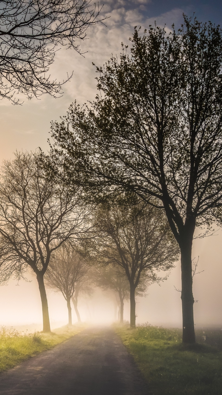 Handy-Wallpaper Natur, Straße, Baum, Nebel, Menschengemacht kostenlos herunterladen.