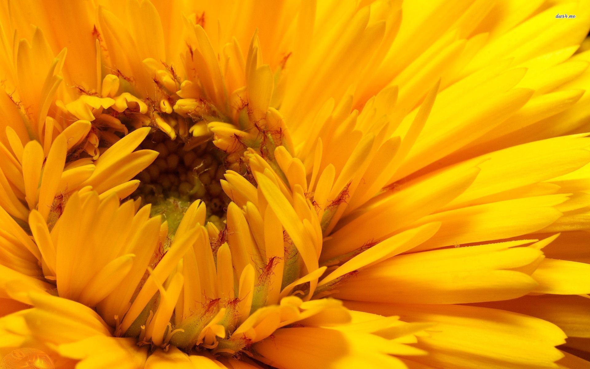 Baixe gratuitamente a imagem Flores, Flor, Girassol, Terra/natureza na área de trabalho do seu PC
