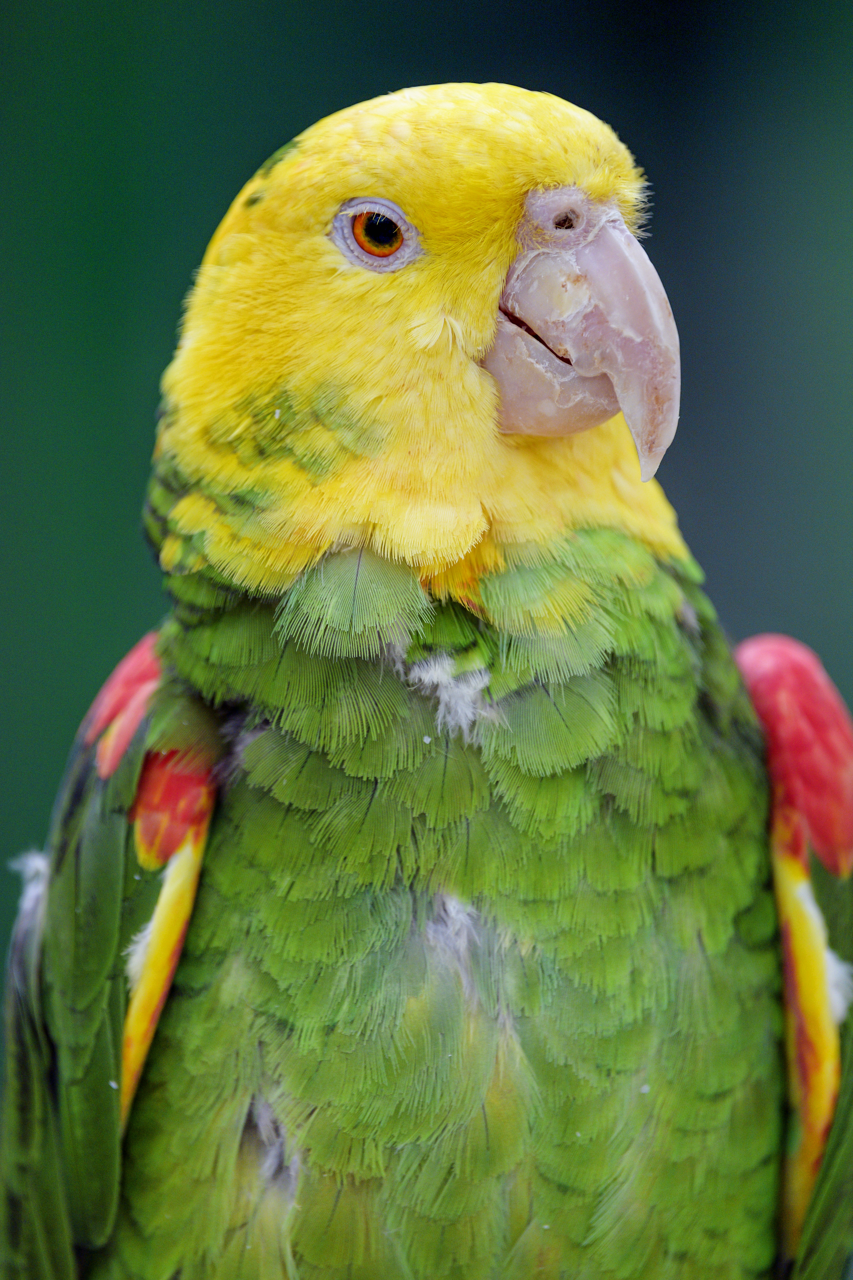 parrots, bright, bird, animals, yellow headed parrot