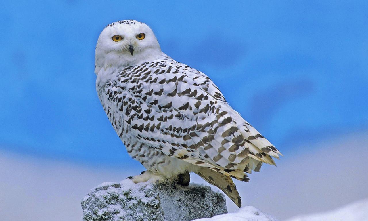 Download mobile wallpaper Owl, Snow, Animal, Snowy Owl for free.