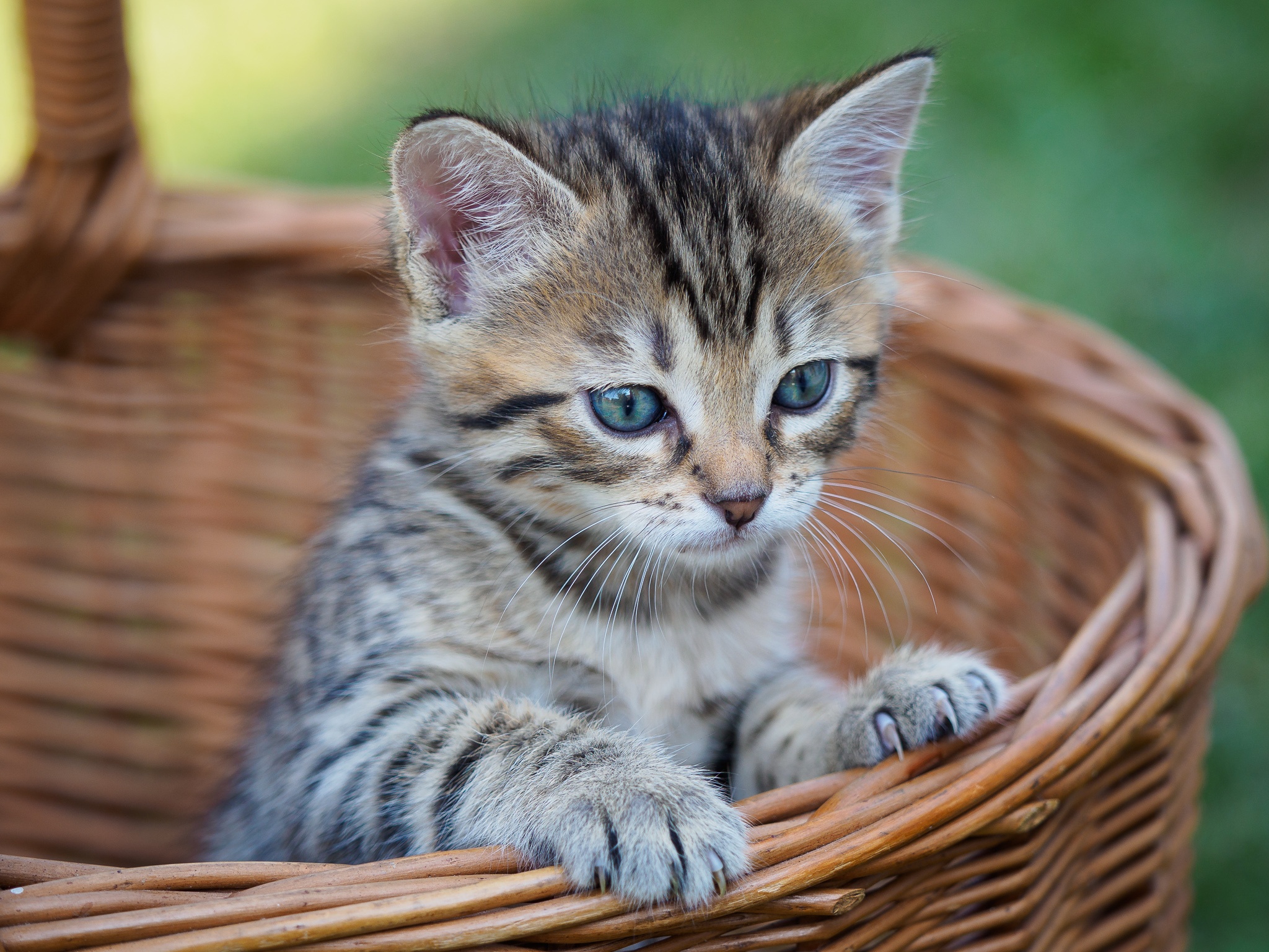 Handy-Wallpaper Tiere, Katzen, Katze, Kätzchen, Tierbaby kostenlos herunterladen.