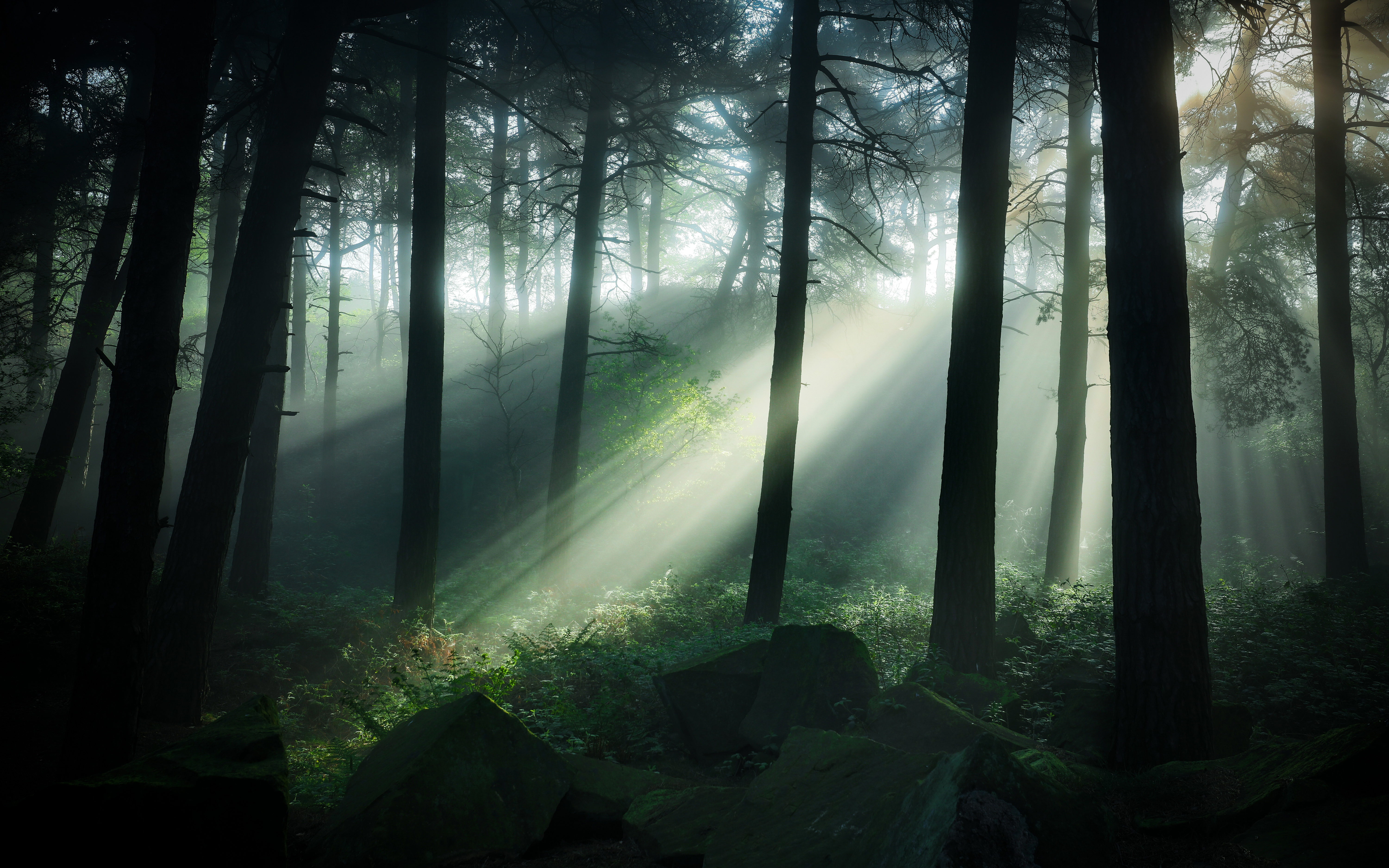 Free download wallpaper Nature, Forest, Earth, Sunbeam on your PC desktop