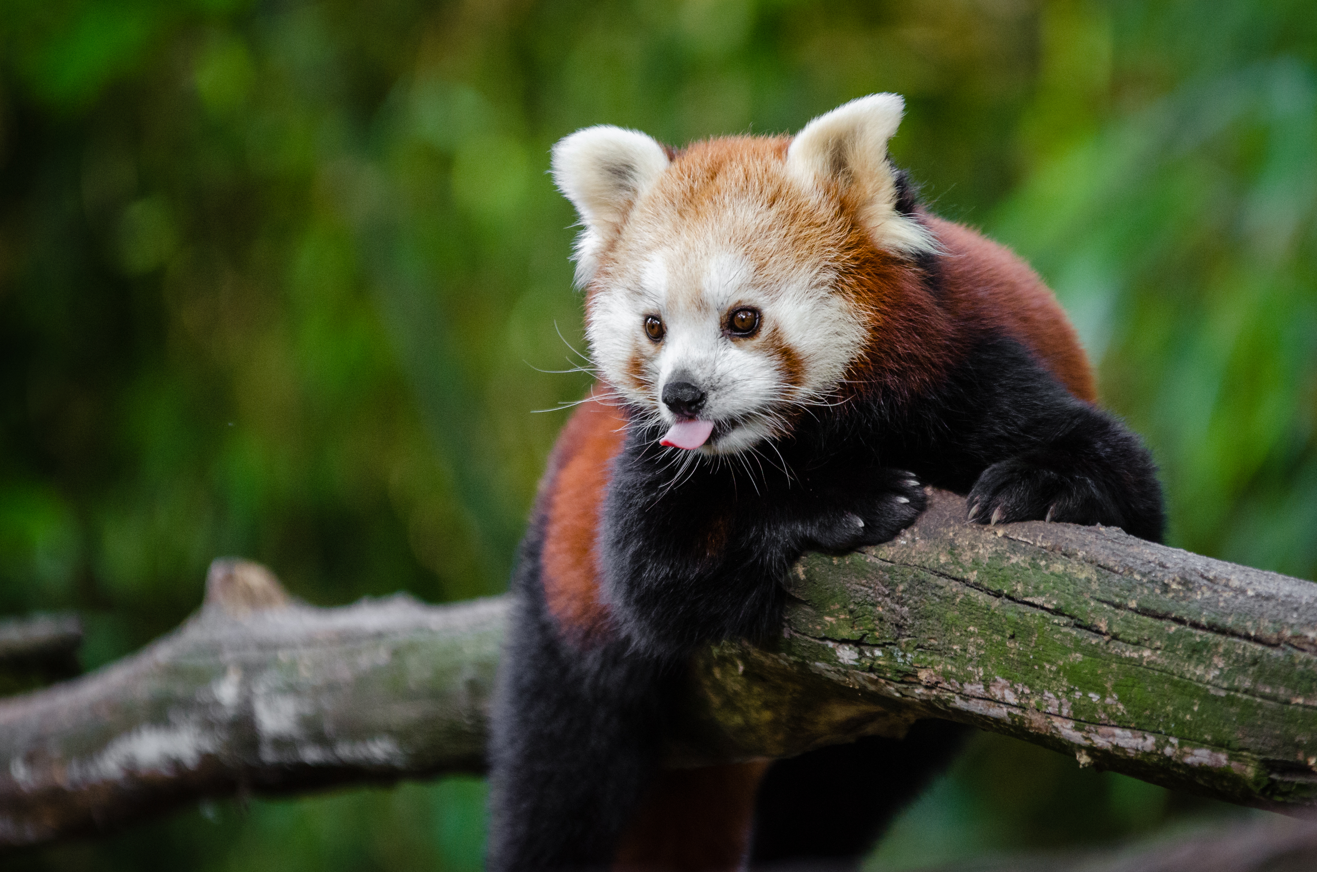 animals, cool, panda, language, tongue, red panda