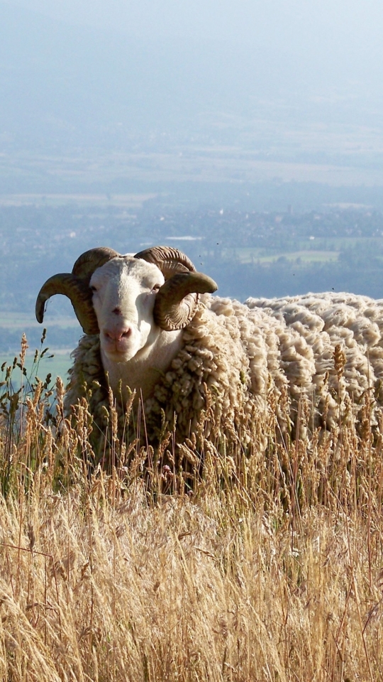 Handy-Wallpaper Tiere, Schaf kostenlos herunterladen.