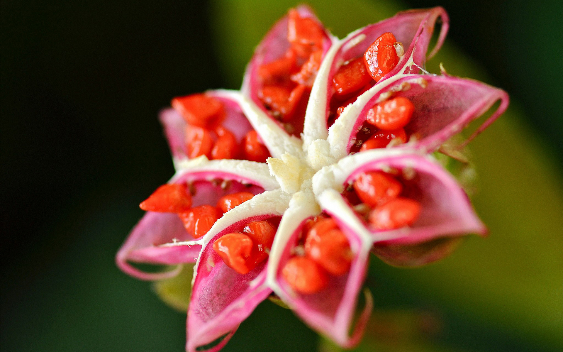 Descarga gratis la imagen Flores, Flor, Tierra/naturaleza en el escritorio de tu PC