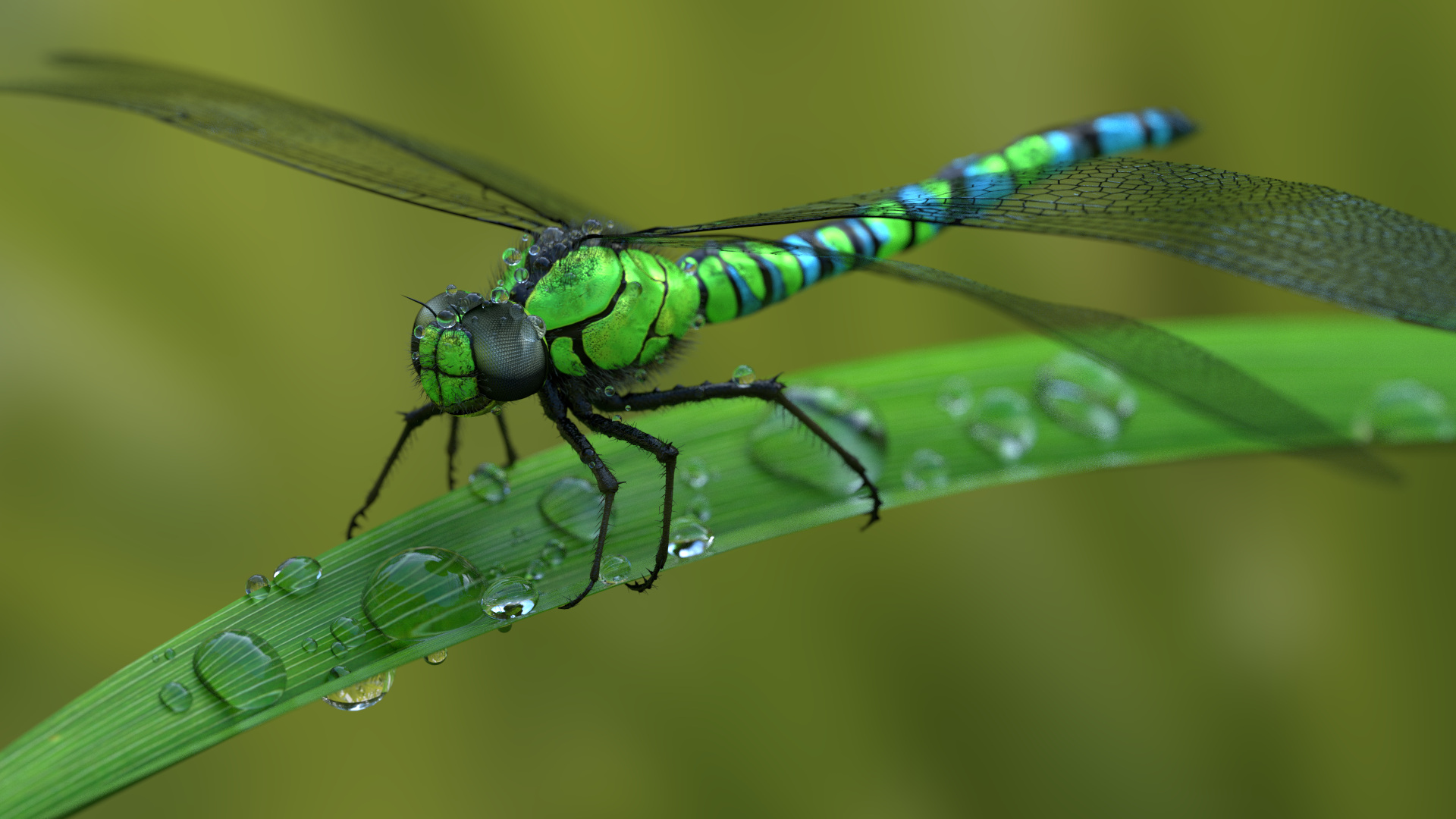 Descarga gratuita de fondo de pantalla para móvil de Libélula, Insectos, Animales.