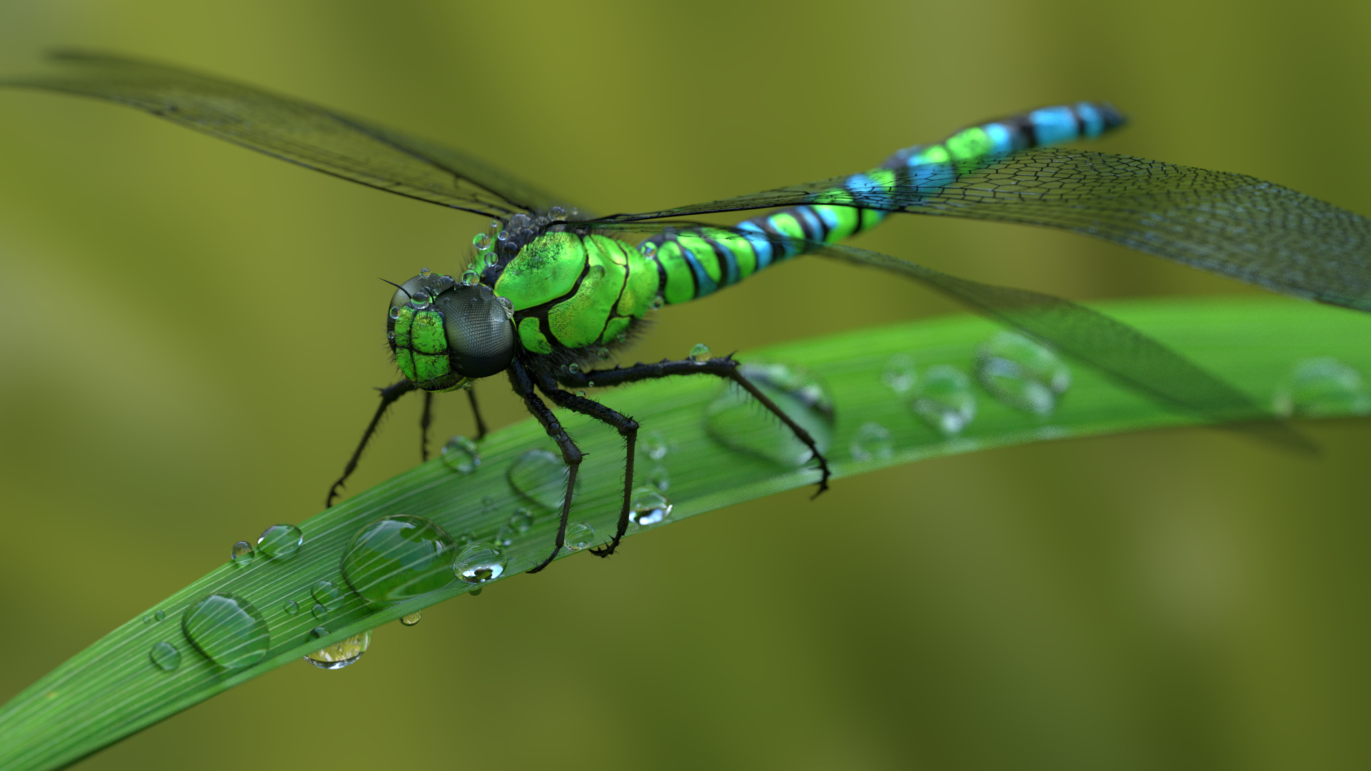 Téléchargez gratuitement l'image Animaux, Insectes, Libellule sur le bureau de votre PC