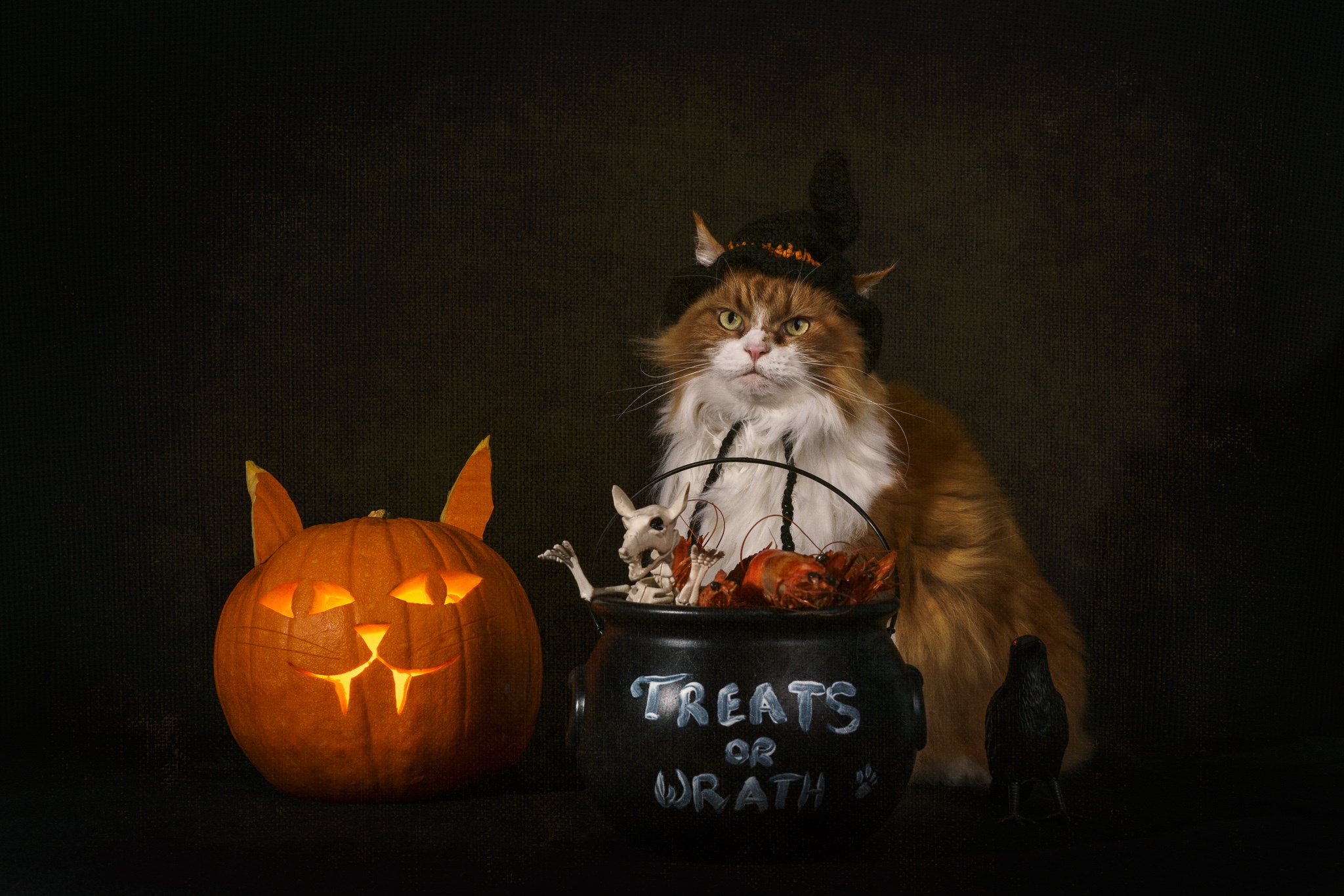 Free download wallpaper Cats, Cat, Animal, Jack O' Lantern on your PC desktop