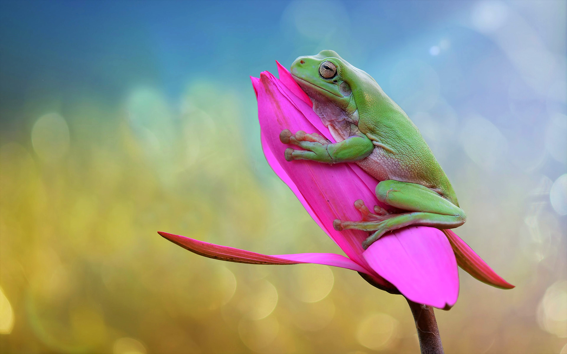 Download mobile wallpaper Frogs, Flower, Animal, Tulip, Frog, Pink Flower for free.