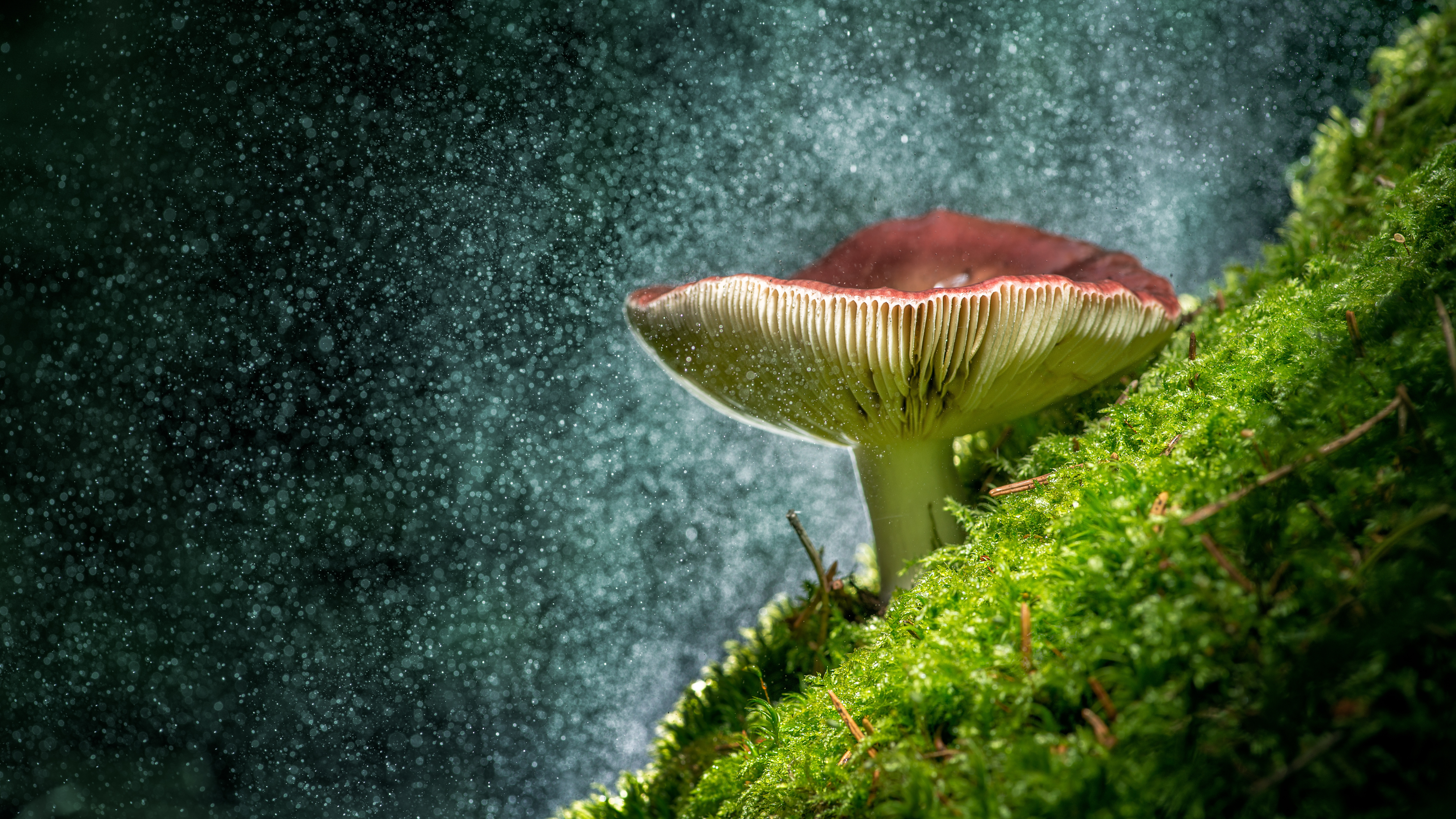 Free download wallpaper Nature, Close Up, Earth, Mushroom, Moss, Glitter on your PC desktop