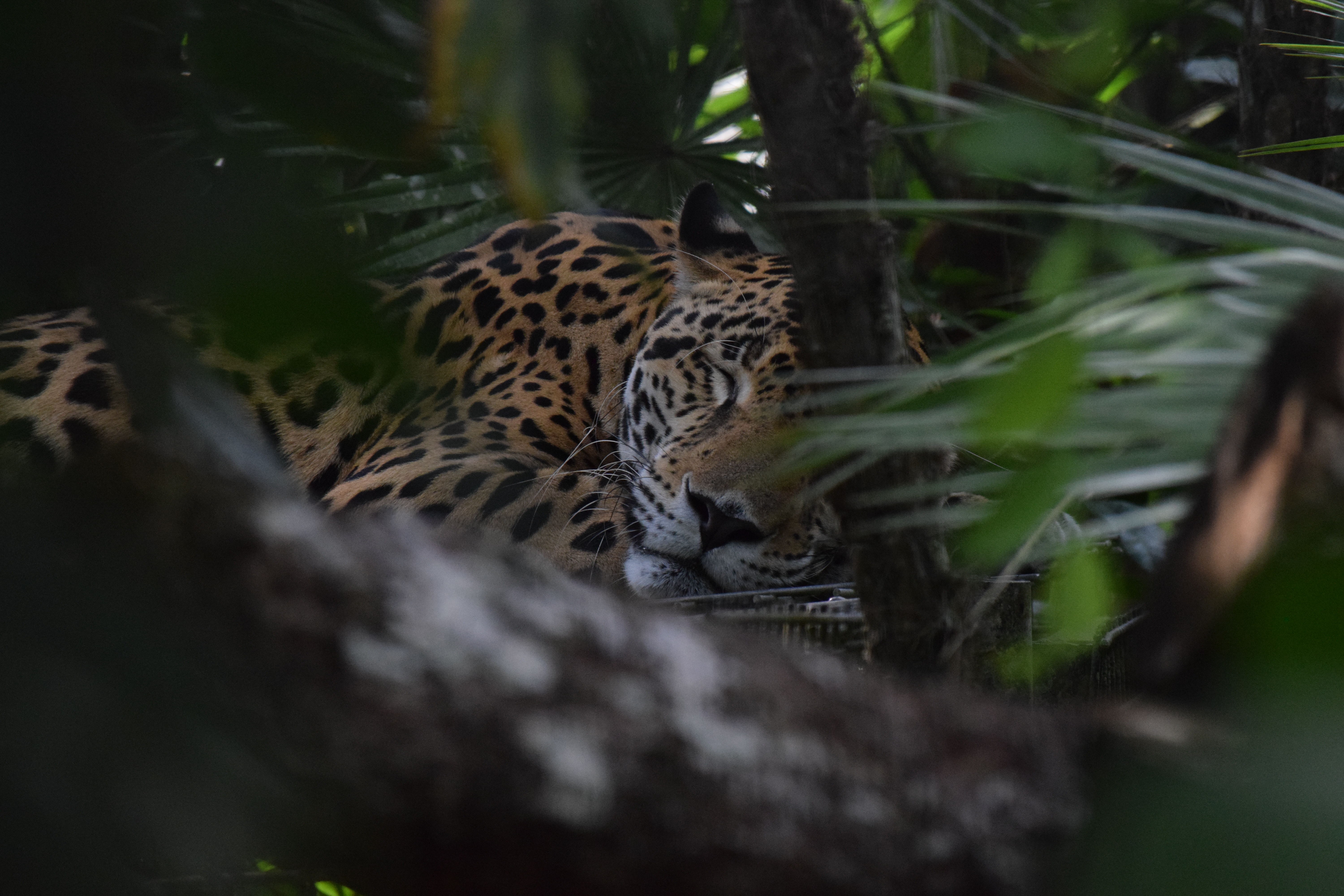 Download mobile wallpaper Cats, Jaguar, Animal, Sleeping for free.