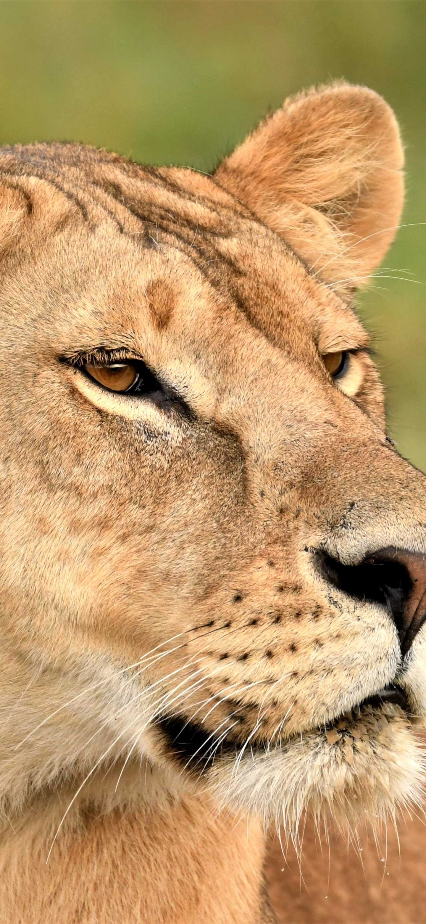 Descarga gratuita de fondo de pantalla para móvil de Animales, Gatos, León, África.