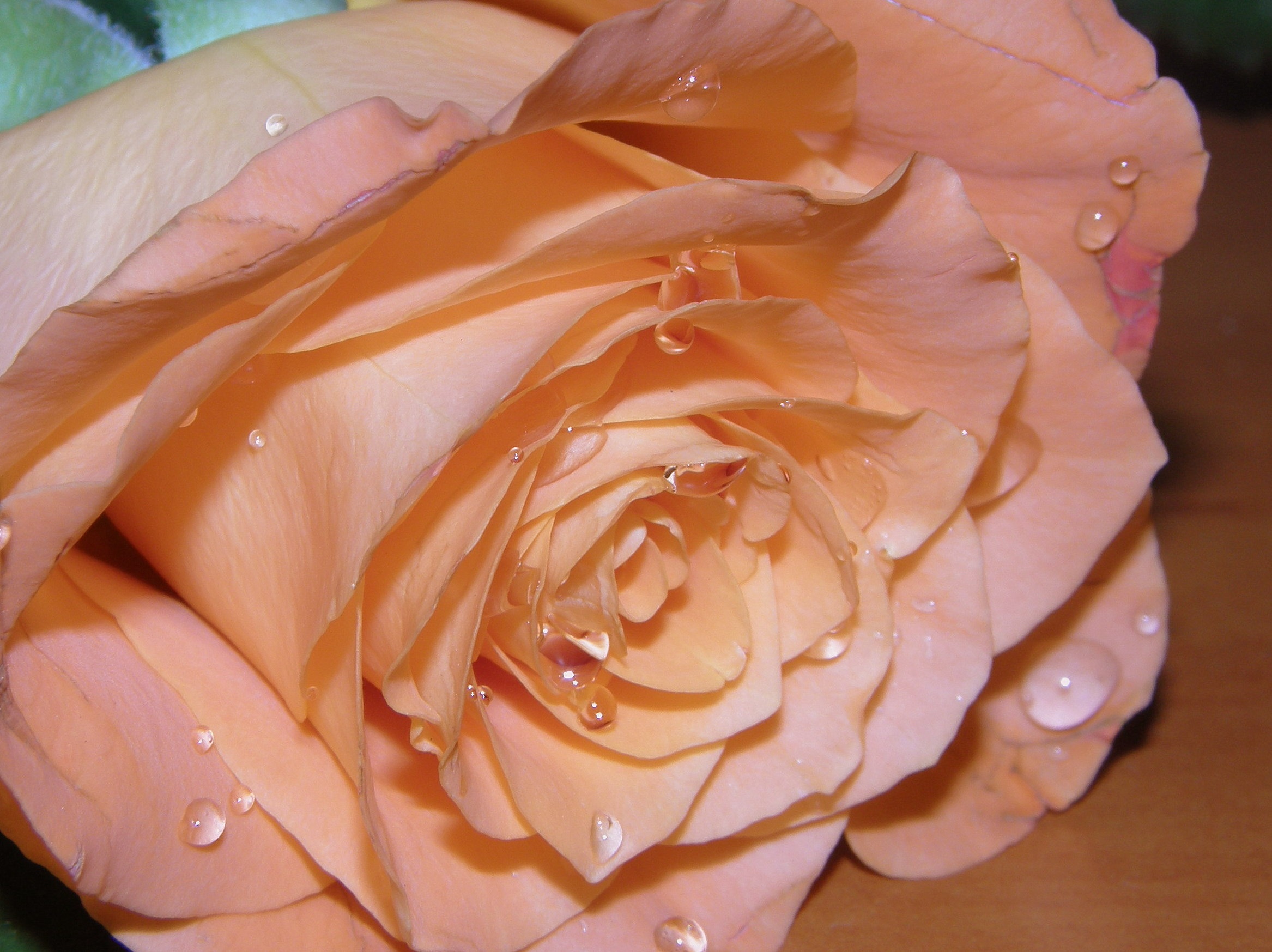 Téléchargez des papiers peints mobile Macro, Pétales, Bourgeon, Drops, Une Rose, Rose gratuitement.