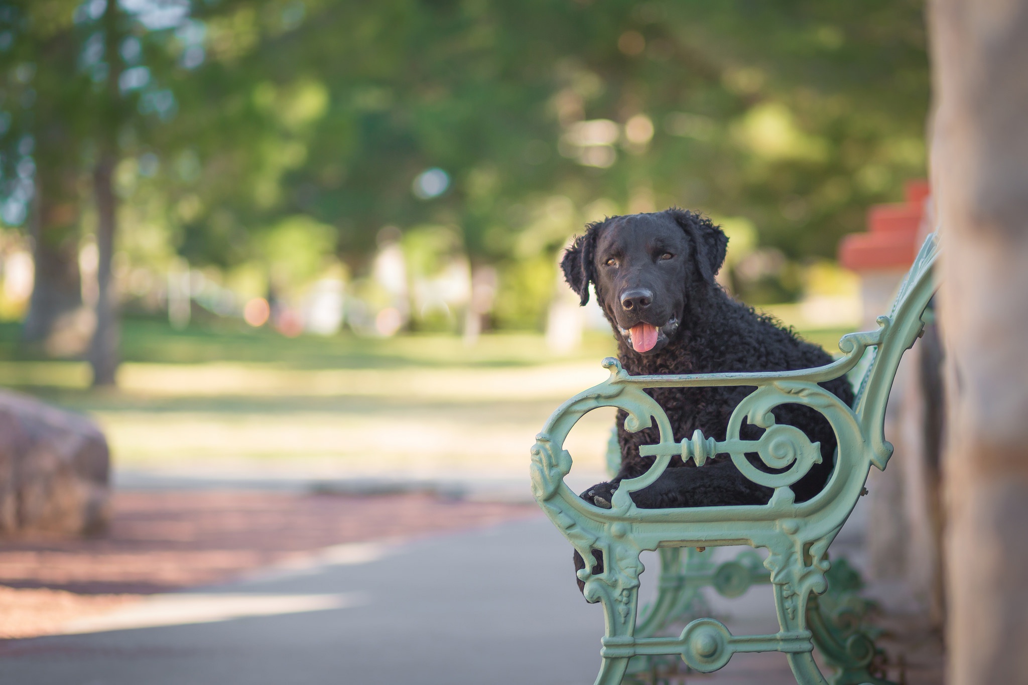 Free download wallpaper Dogs, Dog, Animal, Bench, Depth Of Field on your PC desktop