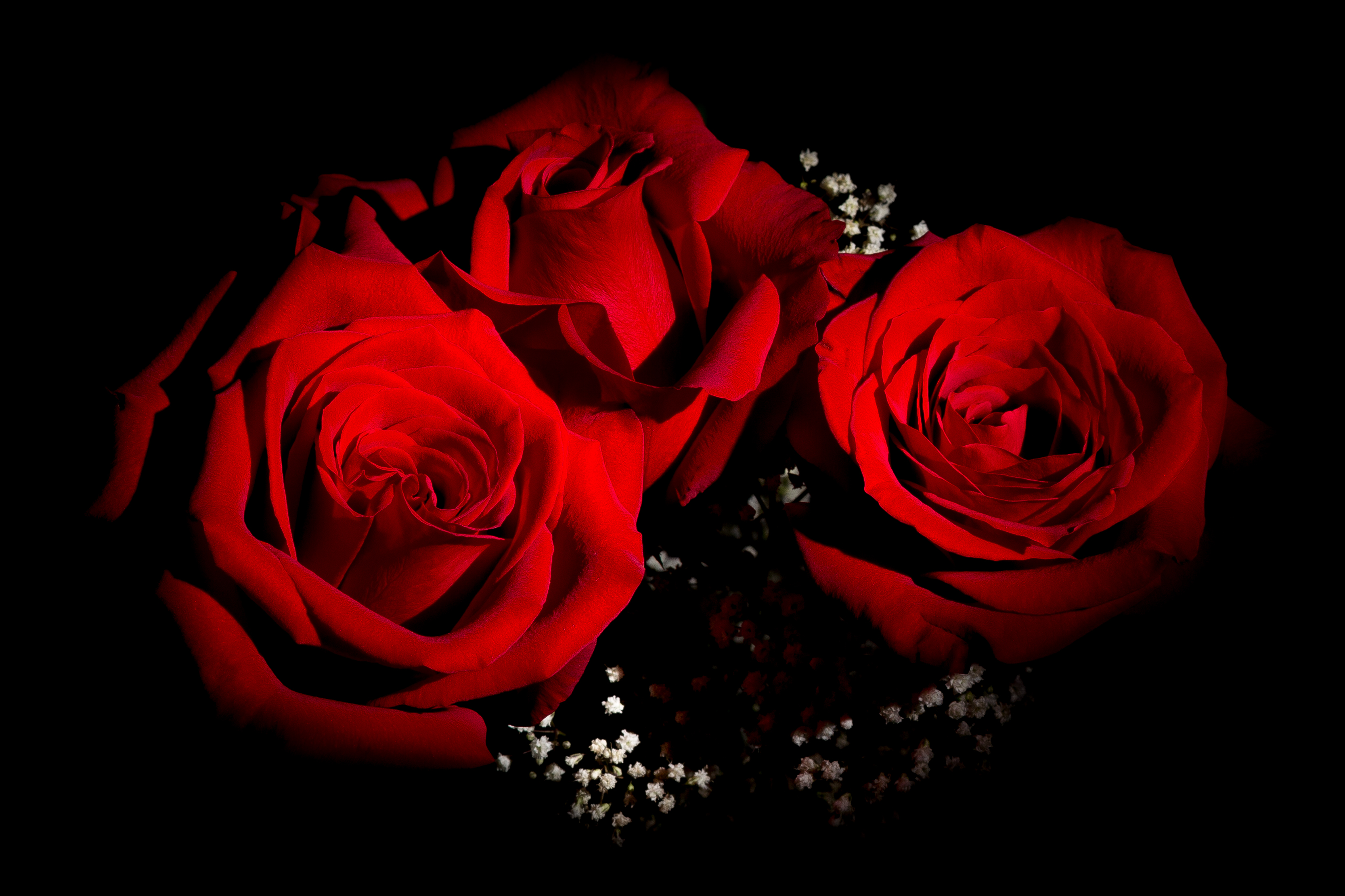 Скачать обои бесплатно Цветок, Роза, Крупный План, Красная Роза, Красный Цветок, Земля/природа, Флауэрсы картинка на рабочий стол ПК