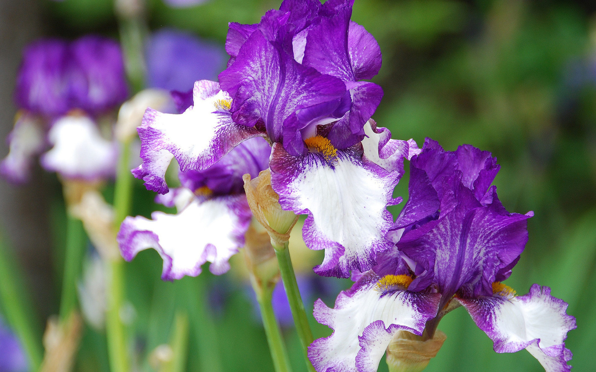Download mobile wallpaper Purple Flower, Iris, Flowers, Flower, Earth for free.