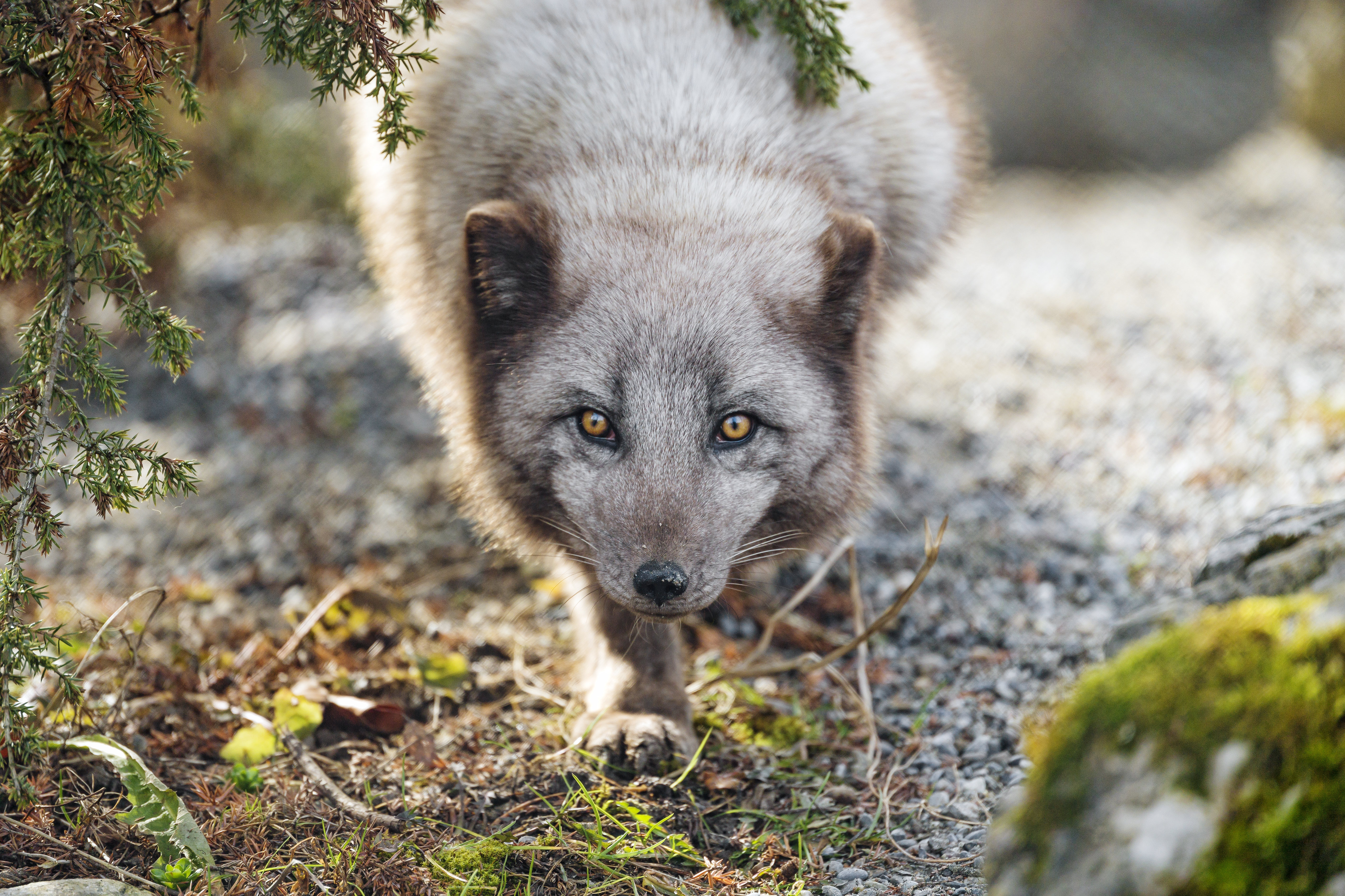 155007 baixar papel de parede animais, focinho, predator, predador, animal, raposa ártica, raposa ártico - protetores de tela e imagens gratuitamente