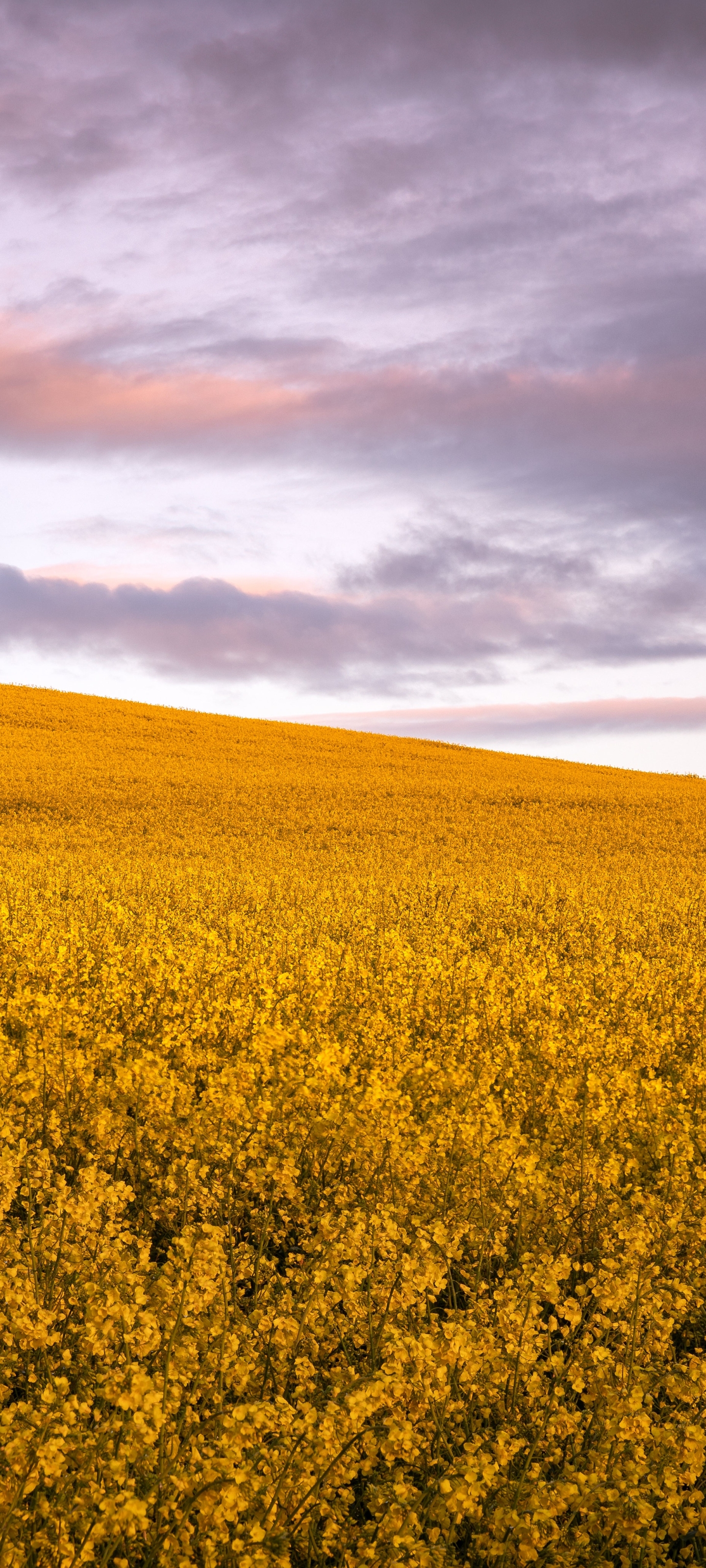 Download mobile wallpaper Flower, Earth, Field, Yellow Flower, Rapeseed for free.