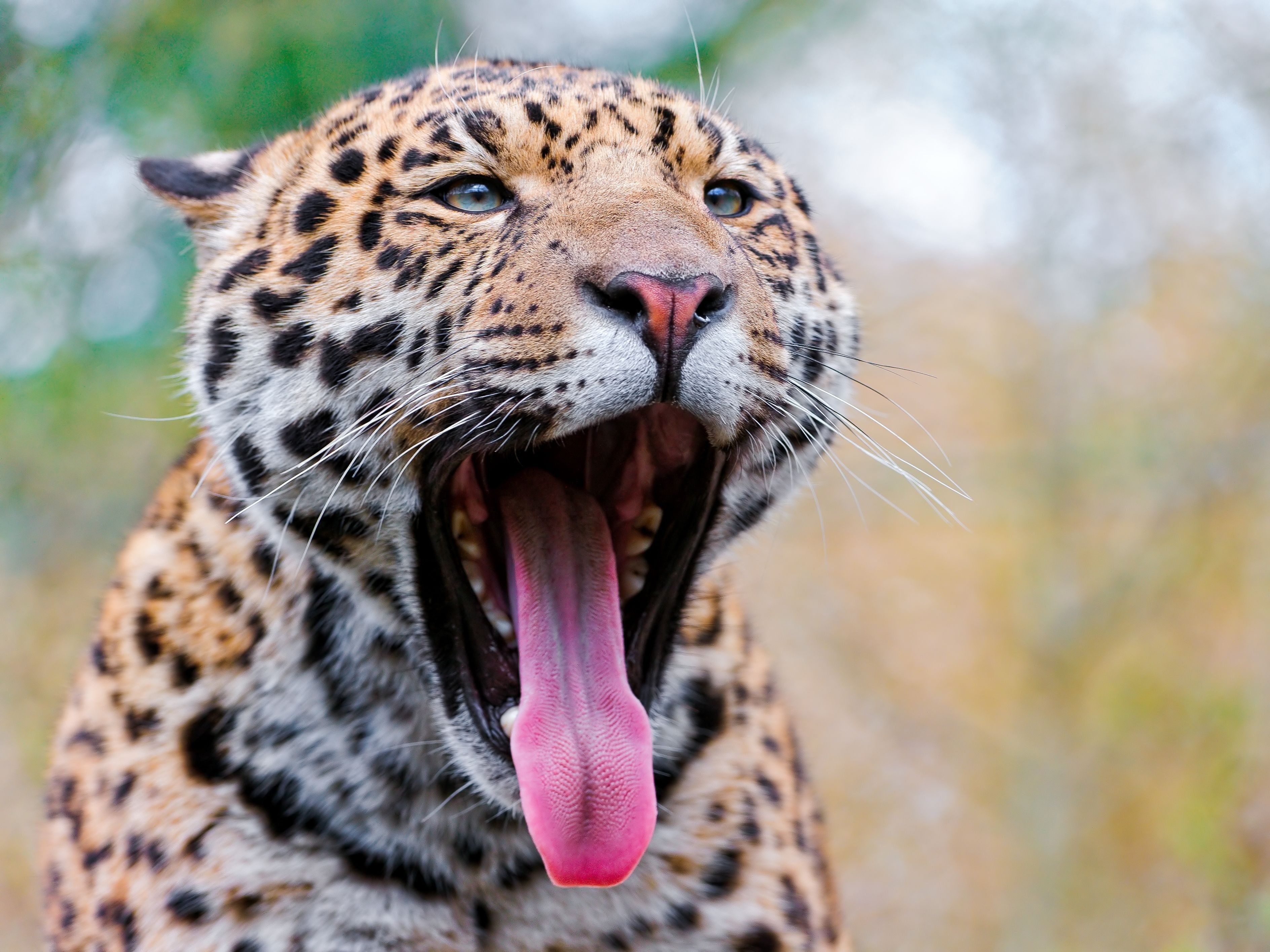 Free download wallpaper Animals, Muzzle, To Fall, Mouth, Tongue, Language, Jaguar, Grin, Big Cat on your PC desktop
