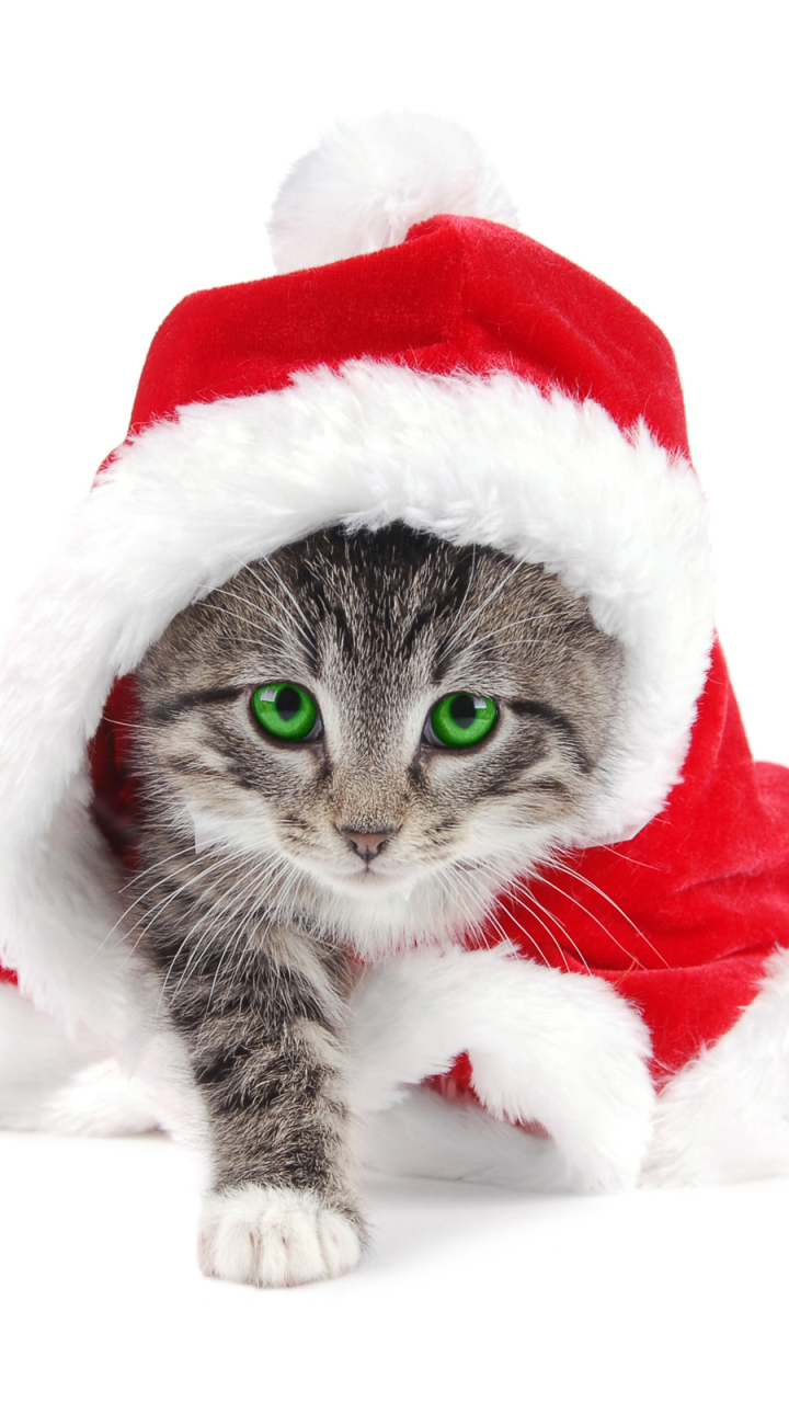 Handy-Wallpaper Tiere, Katzen, Weihnachten, Katze, Kätzchen, Grüne Augen, Weihnachtsmütze kostenlos herunterladen.
