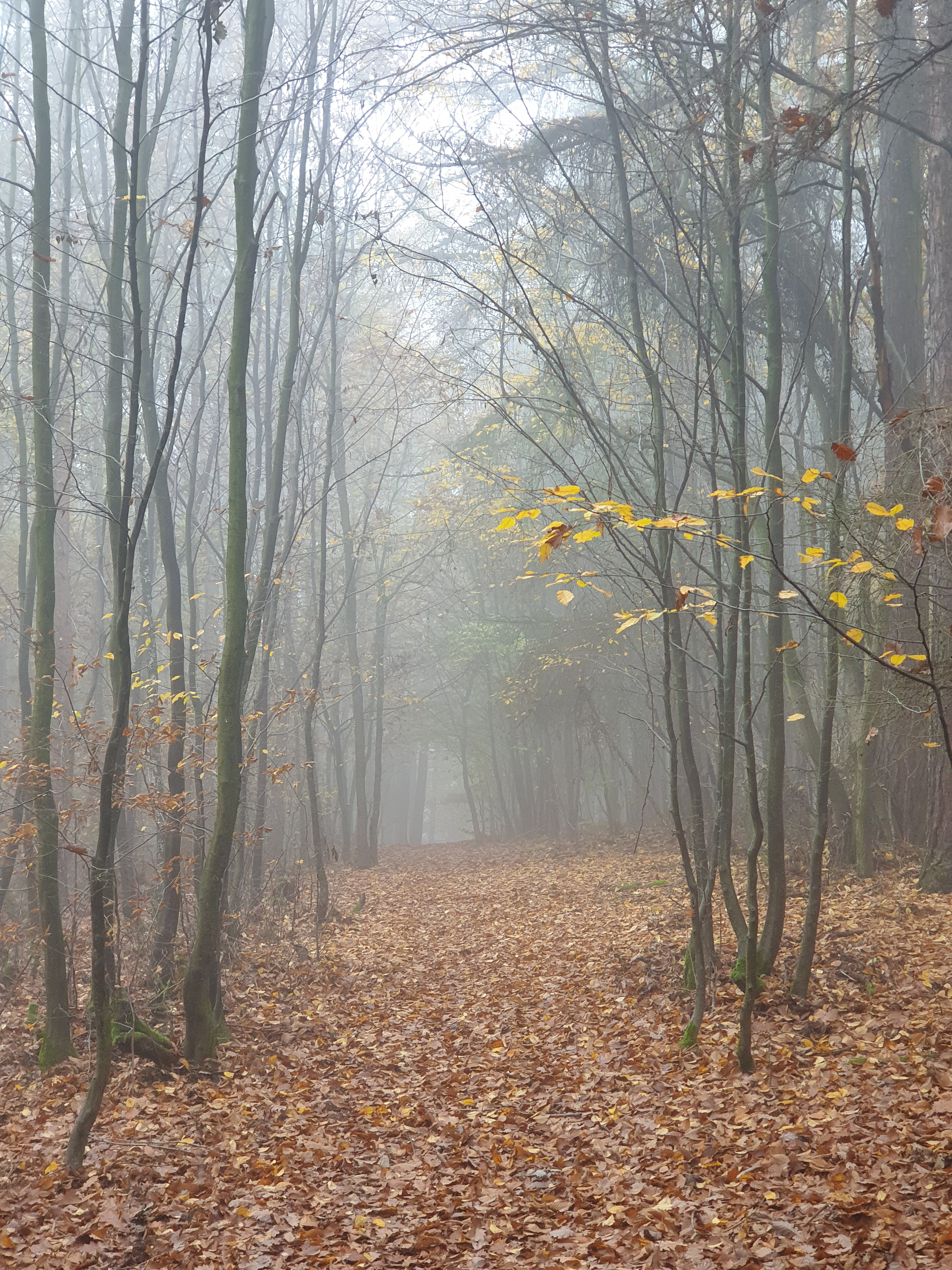 113468 скачать картинку туман, природа, деревья, осень, лес - обои и заставки бесплатно