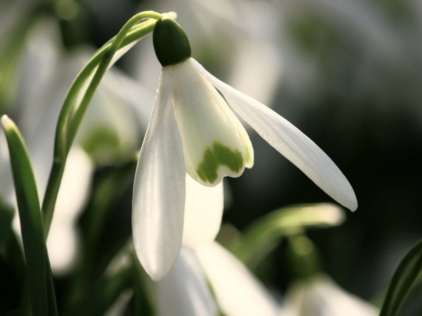 snowdrops, plants, flowers phone background