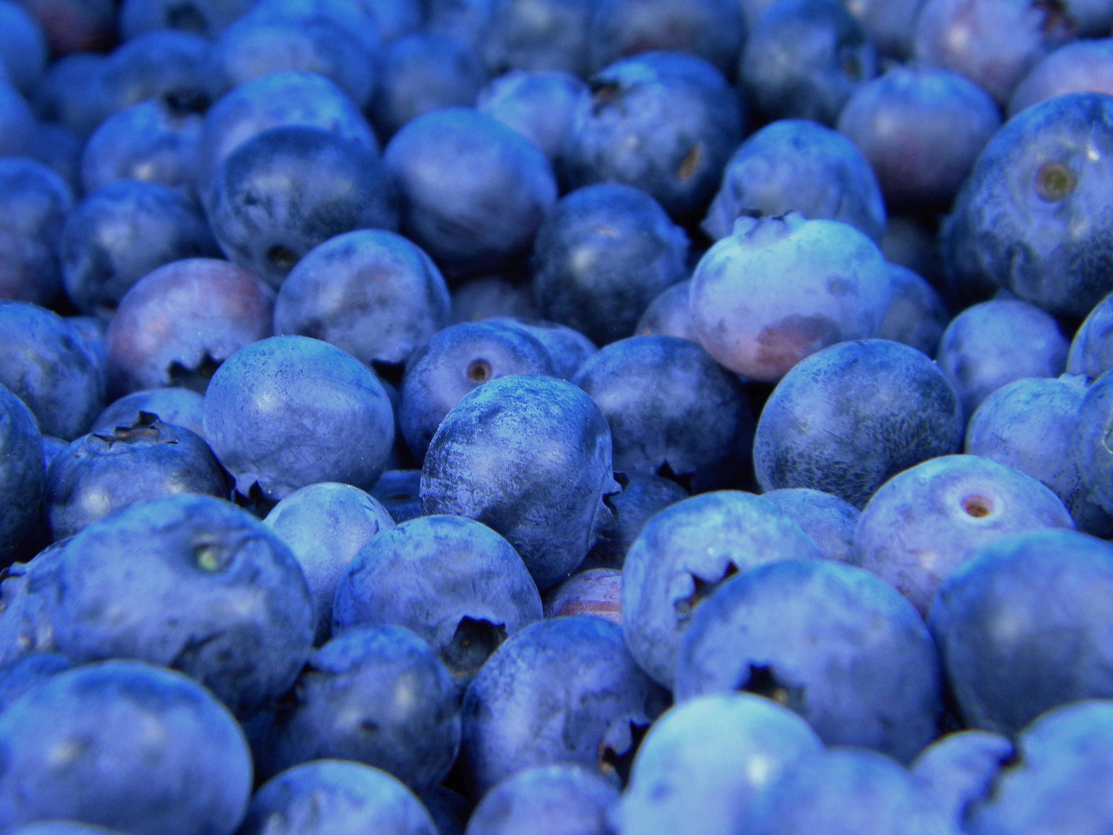 Free download wallpaper Food, Berries, Ripe, Bilberries, Close Up on your PC desktop